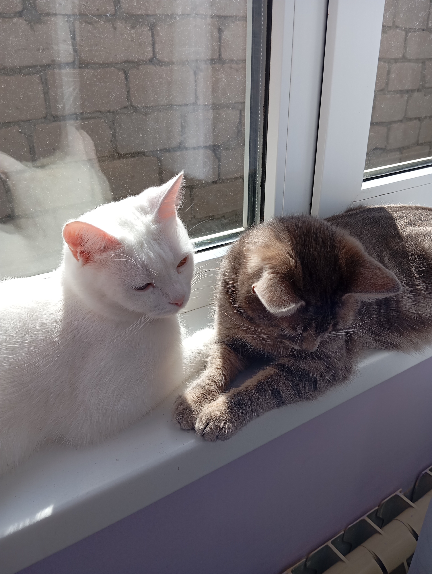 Two cats rest on a white windowsill. One cat is white and facing left, the other is grey and lying down facing forward. Outside the window, a brick wall is visible. The location is Baksan, Russia.