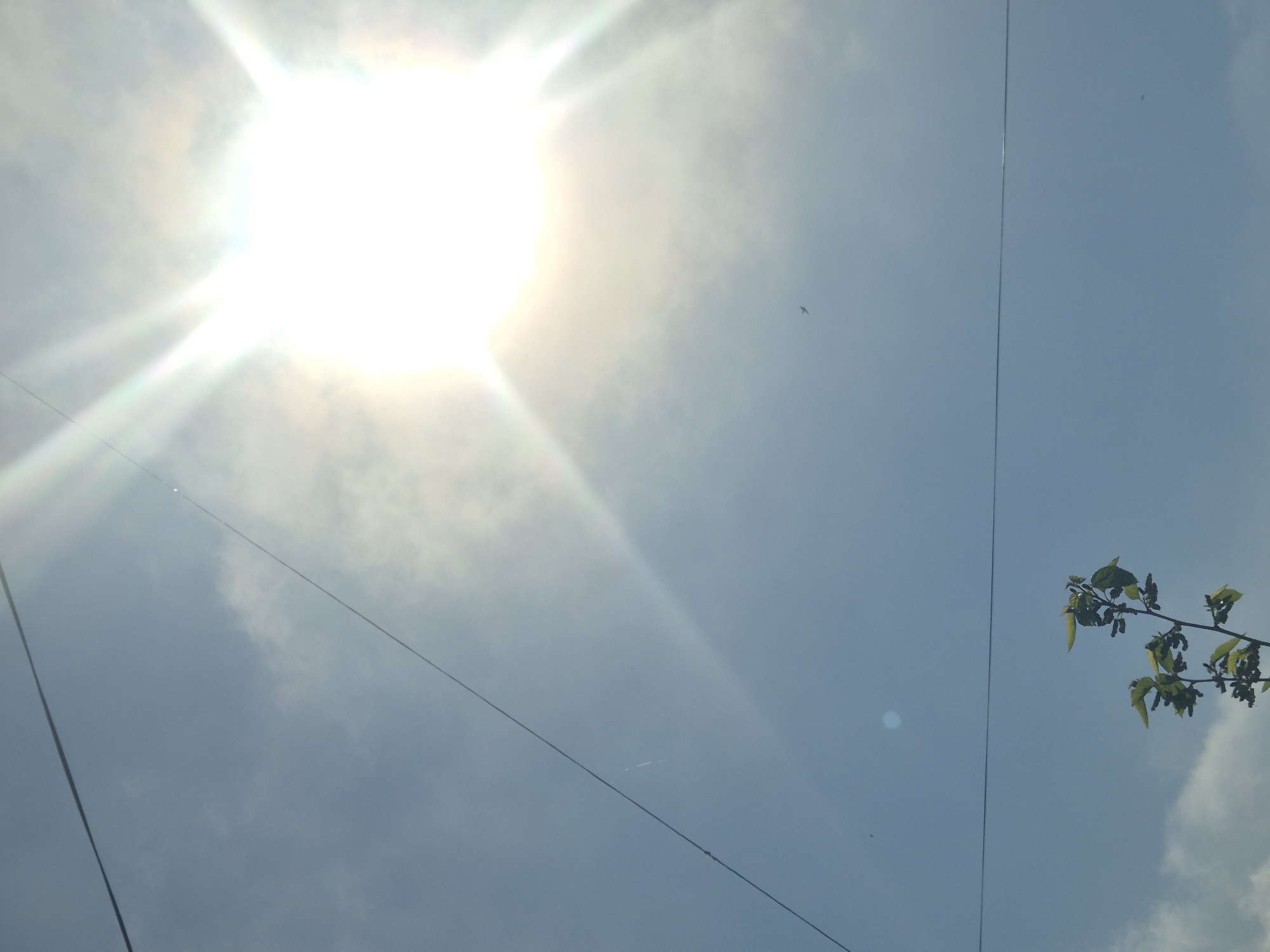 The image depicts a bright, sunny sky with the sun prominently visible in the upper left portion of the frame. The sky is light blue, with some faint clouds scattered throughout. A branch with green leaves is visible in the lower right corner of the image. Three power lines stretch across the frame. The location is Yevpatoriya, Ukraine.