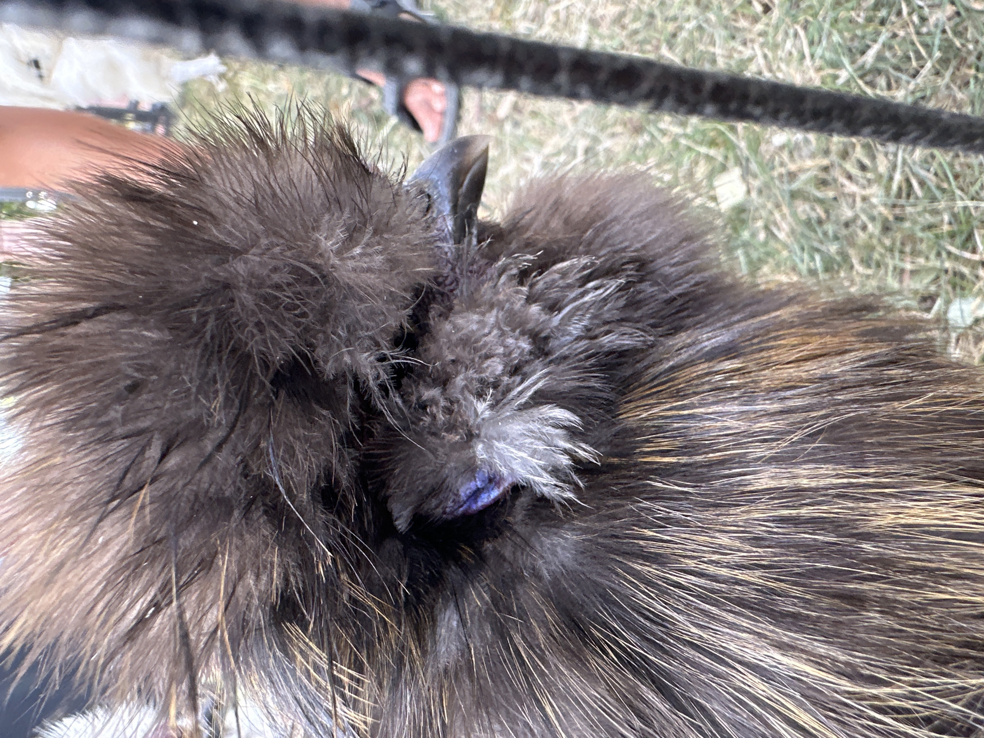 A close-up, slightly blurry, eye-level shot focuses on the head and upper body of a black Silkie chicken. The chicken's dark, fluffy feathers obscure most of its features, but its dark beak and a patch of purplish skin near its eye are visible. The chicken is positioned slightly to the left of center, with a dark, textured pole running vertically on the right side of the frame. In the background, out of focus, a person's arm and leg are visible wearing dark sandals, and another white chicken is partly visible. The ground appears to be covered in dry grass and dirt. The image does not contain any recognizable landmarks or features that would indicate its location in Vilnius, Lithuania.