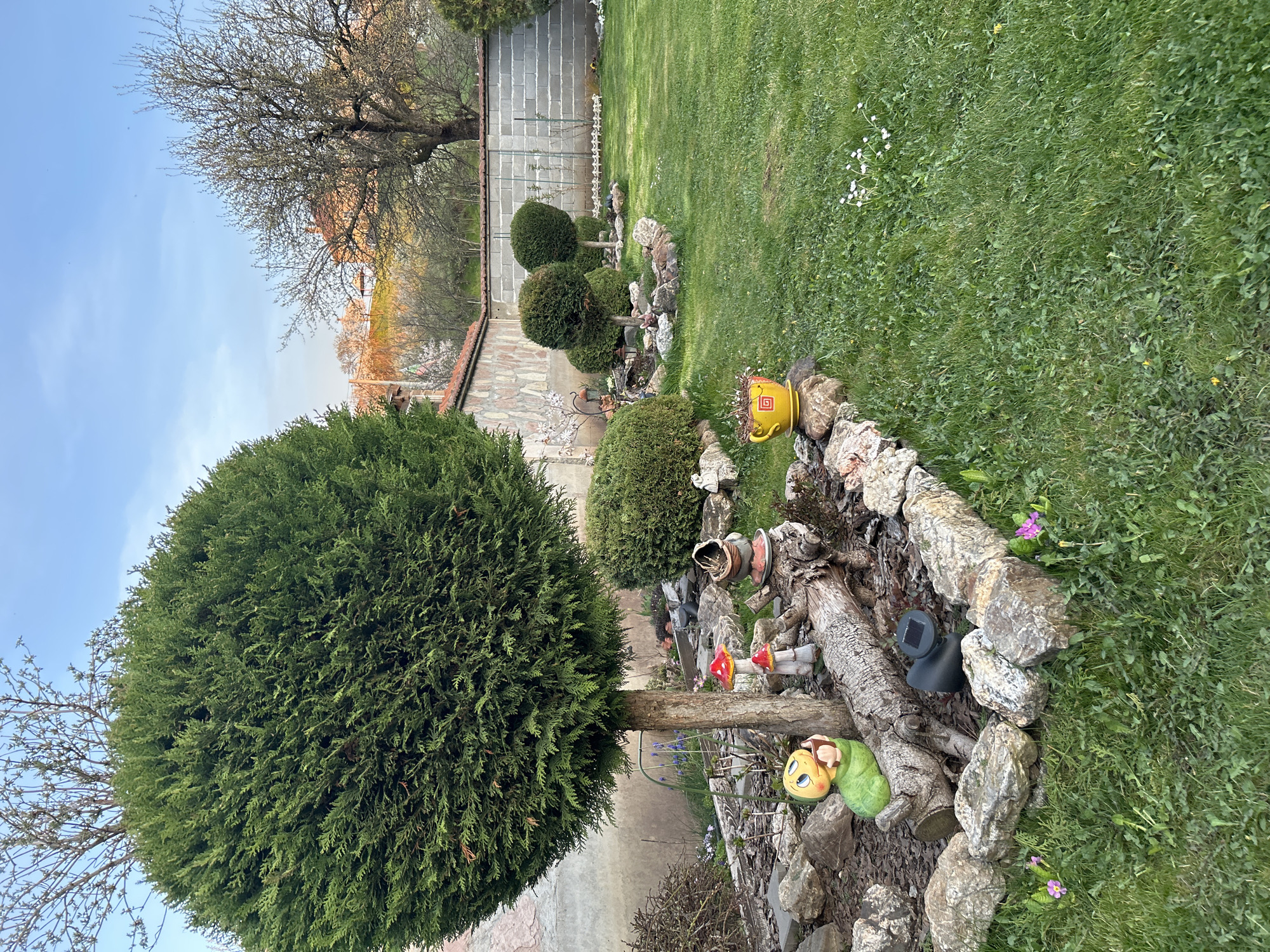 The image shows a garden in Buhovo, Bulgaria. A large, round evergreen tree dominates the foreground. Behind it is a rock-lined garden bed containing garden decorations including ceramic mushrooms, a ceramic figure, and a black light fixture. Other round evergreen shrubs are further back in the yard. A stone wall is behind the shrubs, and a green lawn fills the rest of the yard. A tree without leaves is visible on the left, and a light blue sky is overhead.