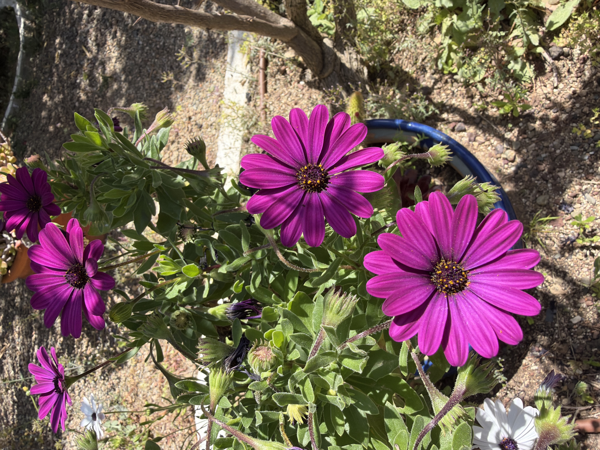 A top-down shot of a plant in a blue pot, likely Osteospermum, featuring purple and white flowers in full bloom. The plant is surrounded by green foliage and some unopened buds. The pot sits outdoors on gravelly ground, with other vegetation and the shadow of a tree visible in the background. The scene appears to be in daylight. The location is purportedly Mont-roig del Camp, Spain, but this cannot be forensically confirmed from the visual information provided.