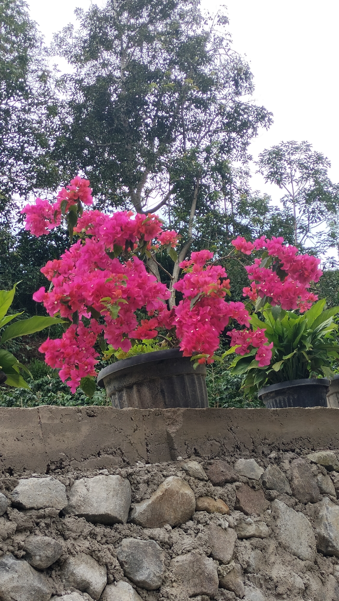 In Tansaril, Indonesia, a vibrant bougainvillea plant bursts with bright pink blossoms, its colorful display overflowing from a black planter. The planter rests on a textured concrete wall, which in turn is supported by a sturdy foundation of rough-hewn stones. Behind the flowering plant, lush green foliage and the branches of mature trees form a natural backdrop, reaching towards a bright, overcast sky. The scene is a testament to the natural beauty of the area, with the bougainvillea serving as a focal point against the earthy tones of the stone wall and the verdant surroundings.
