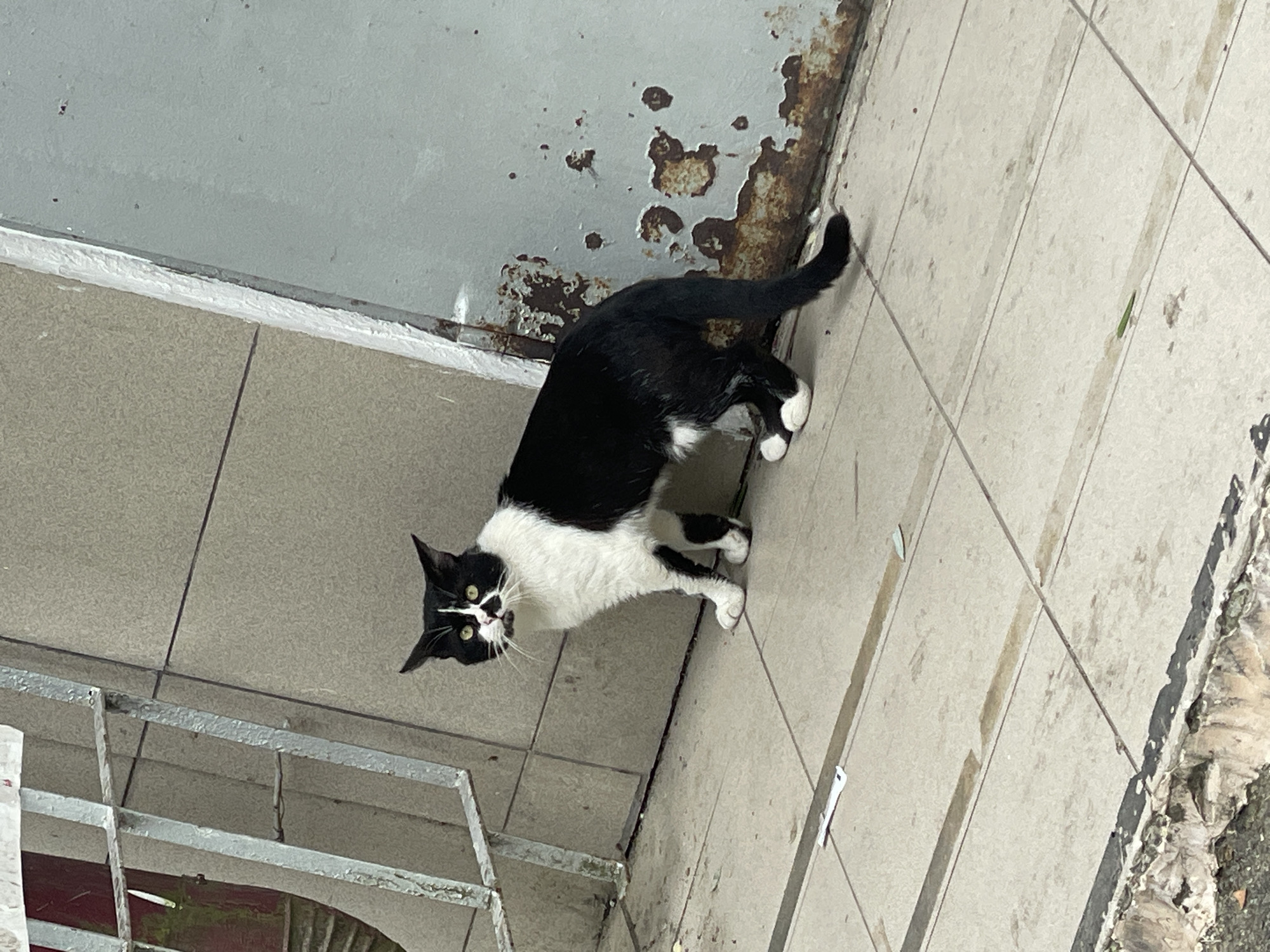 A black and white cat stands on a tiled sidewalk next to a weathered metal surface and a tiled wall. The cat is facing the viewer and appears alert. Its fur is predominantly black with white markings on its chest, paws, and face. The background consists of a beige tiled wall and a large, rusty, light blue metal sheet. A metal railing or fence is visible on the left side of the image. The ground is made of light-colored square tiles, with some debris and stains scattered on the surface. The scene appears to be in an outdoor urban environment, possibly in Sochi, Russia, given the architectural elements and common street conditions.
