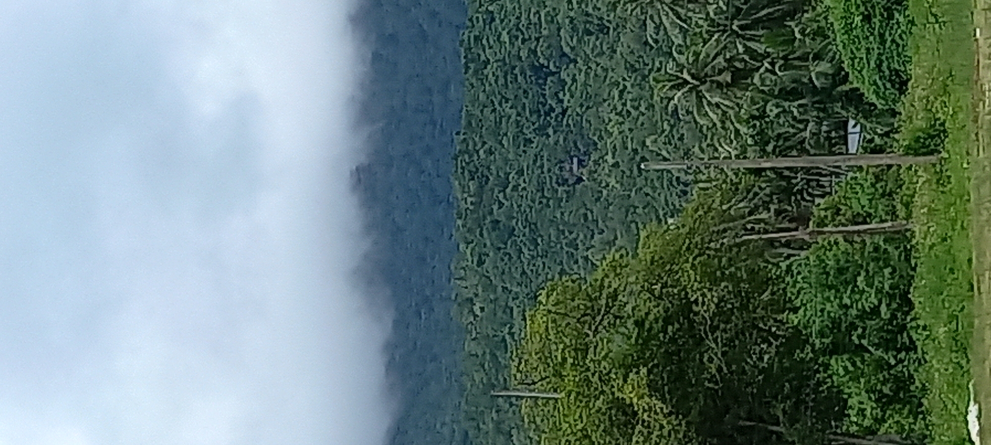 The image shows a forested landscape in ตำบลเกาะพะงัน, Thailand. A mountain covered in dense green trees occupies the center and right side of the frame. Clouds partially obscure the mountain on the left. On the right, the green vegetation is interspersed with taller palm trees. Several utility poles are visible among the trees on the right, suggesting a proximity to human development. A grassy area is visible in the lower right corner.