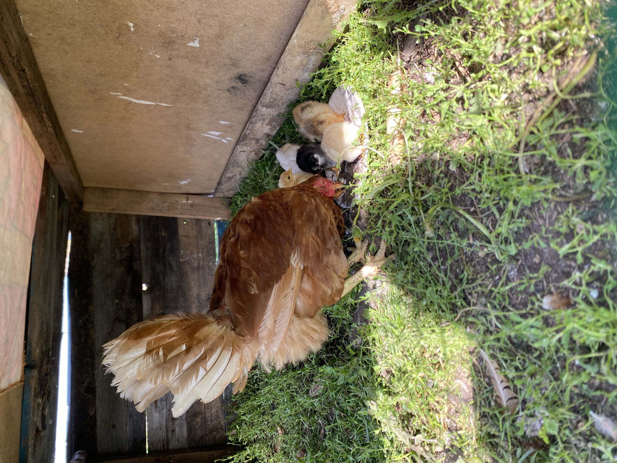 In Chirsha-Tartysh, Russia, a hen shelters a brood of five chicks under a wooden structure. The hen, a reddish-brown color, is bent low, its tail feathers fanned out. The chicks, varying in color from yellow and white to black and brown, huddle together near the hen's head. They are on a patch of green grass and dirt, partially covered by a small piece of white material. The background consists of weathered wooden walls and a rough-hewn ceiling, suggesting a rustic, possibly rural setting within the city limits. Sunlight casts shadows on the ground.