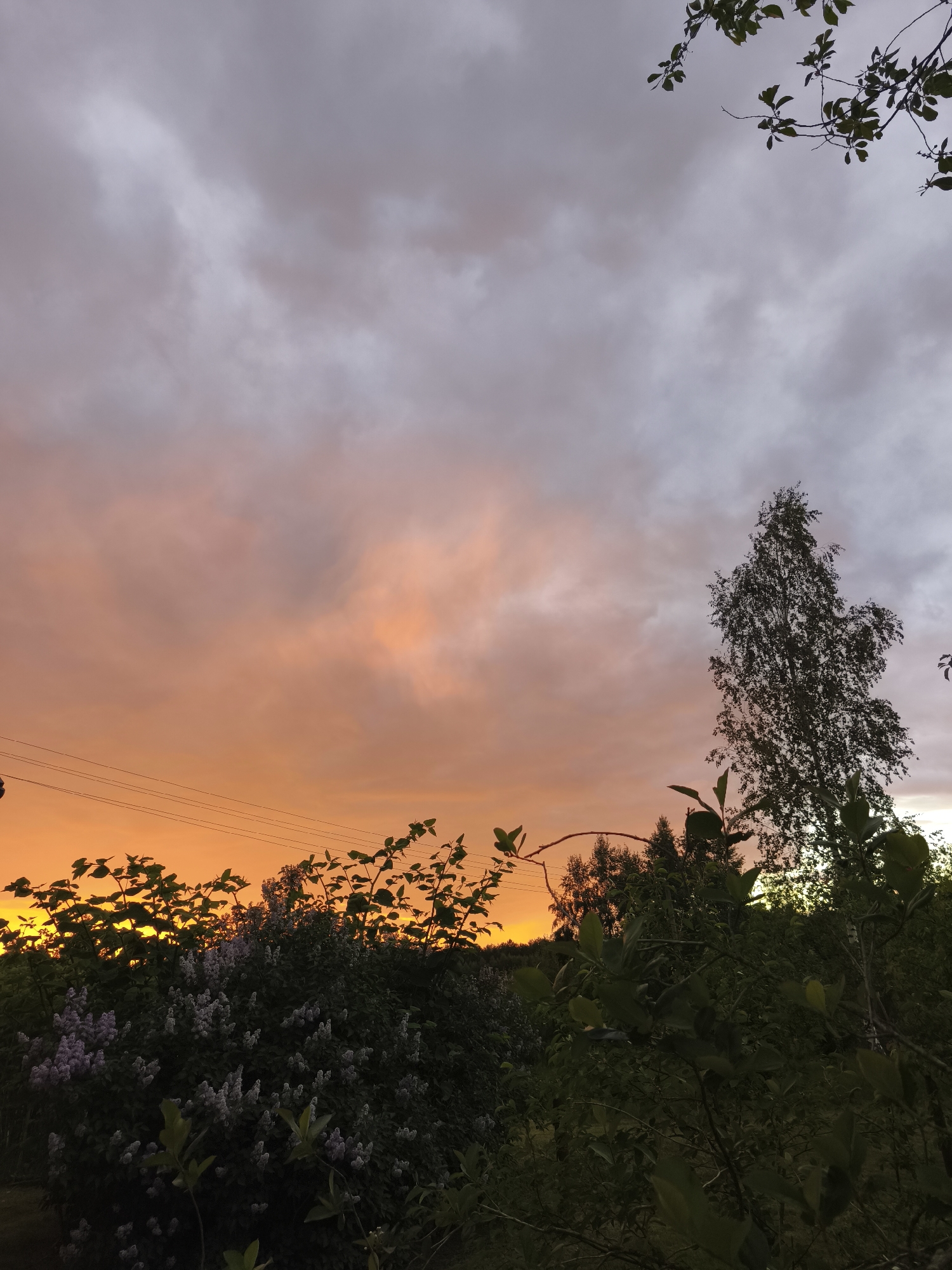 The image captures a scene in Парэчча, Belarus, at dusk or dawn. The sky transitions from orange near the horizon to gray at the top. Silhouetted trees and foliage fill the lower half of the image. Utility wires stretch across the orange part of the sky.