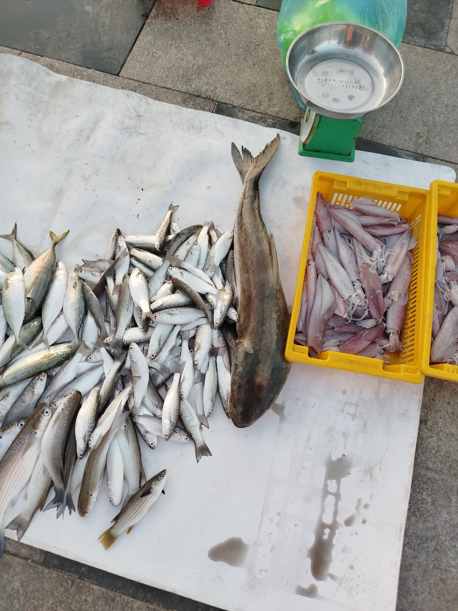 A photograph taken at an elevated angle depicts a fish market. A white, non-glossy surface forms the backdrop, upon which various items are laid out. Predominantly, there is a collection of small, silver fish, clustered together in the center. Adjacent to these is a larger, dark-colored fish, positioned lengthwise. To the right, two yellow plastic crates are filled with what appear to be squid.
In the upper right corner, there's a green scale with a silver bowl on top. It's partially obscured by a light green plastic bag. The background shows a section of grey concrete or stone paving. There are no people visible. The wet marks on the white surface suggest that this scene is in Ho Chi Minh City, Vietnam.