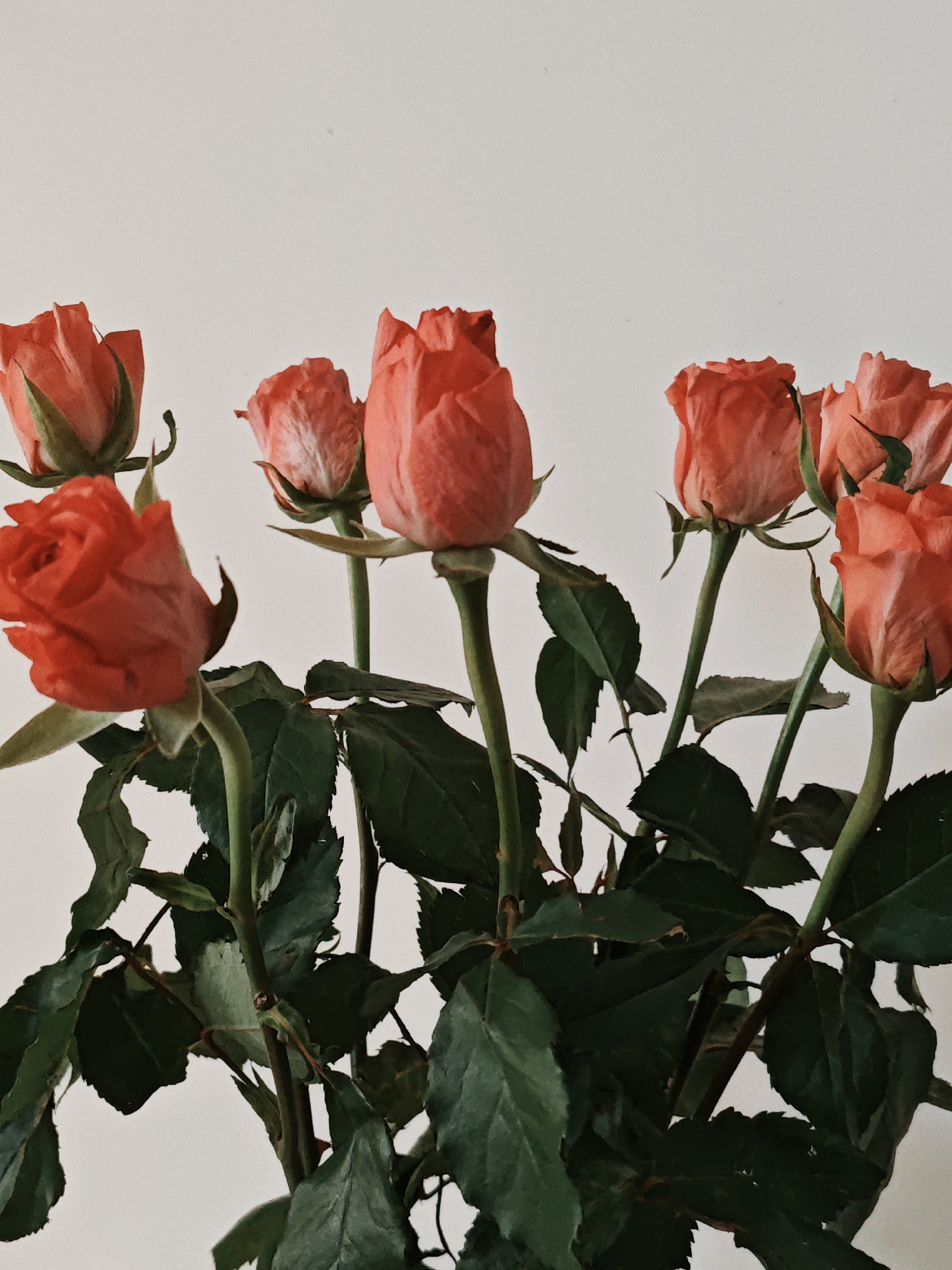 A still life image displays a bouquet of approximately eight coral-colored roses against a plain white background. The roses are captured in various stages of bloom, with some appearing as tight buds and others more open. The flowers are arranged in a cluster, with their green stems and leaves visible at the bottom of the frame. The lighting is soft, casting subtle shadows and highlighting the texture of the rose petals. The overall impression is one of simple, natural beauty.
