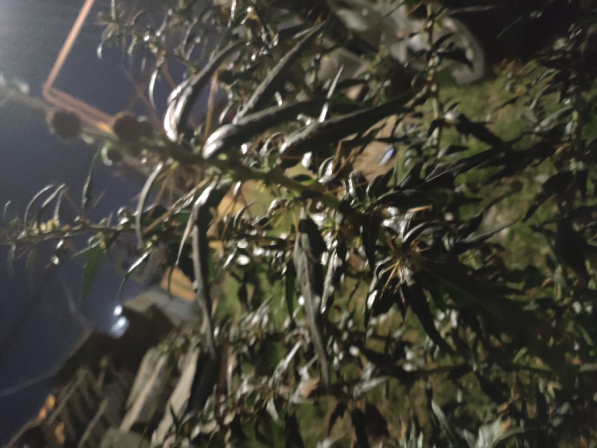 The image shows a close-up, out-of-focus view of dark, leafy vegetation at night. The background is dark with blurred lights and structures suggesting an urban environment, possibly in Leninkent, Russia, though this cannot be definitively confirmed from the image alone. There are no people or discernible actions visible. The focus is on the textured leaves and stems of the plant.