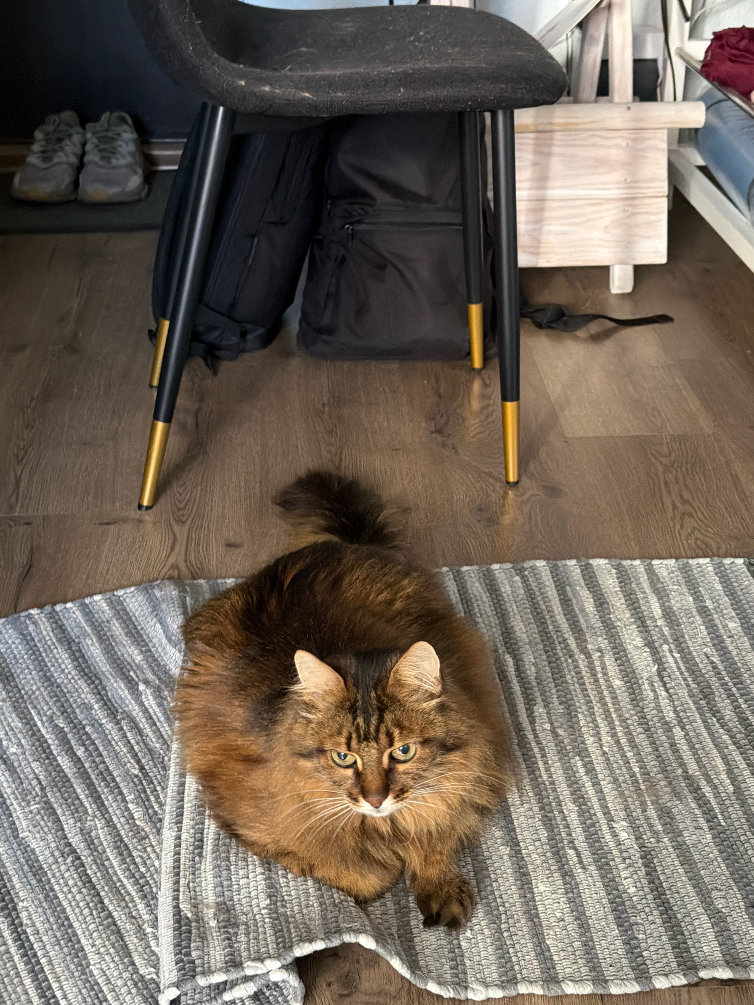 In an indoor setting, a fluffy, long-haired brown and tan cat with green eyes is resting on a grey striped rug. The cat is facing forward with its body curled, and its tail is up and over its back. Behind the cat, a wooden floor leads to the legs of a black and gold chair. Two black backpacks are situated beneath the chair, and a pair of grey athletic shoes are placed to the left of the backpacks. The background shows a pale wooden cabinet and a white shelving unit with a red fabric visible on the top shelf. The overall scene appears to be in a home environment.