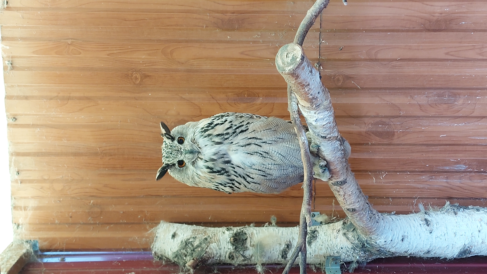 An owl is perched on a branch in front of a wooden wall. The owl is facing the camera, with its eyes wide open and its ear tufts visible. The owl's plumage is a mix of brown, white, and black, with intricate patterns. The branch is rough and textured, with some lichen growing on it. The wooden wall behind the owl is made of vertical planks, with a warm, brown tone. The scene appears to be indoors, possibly in an aviary or a zoo enclosure.