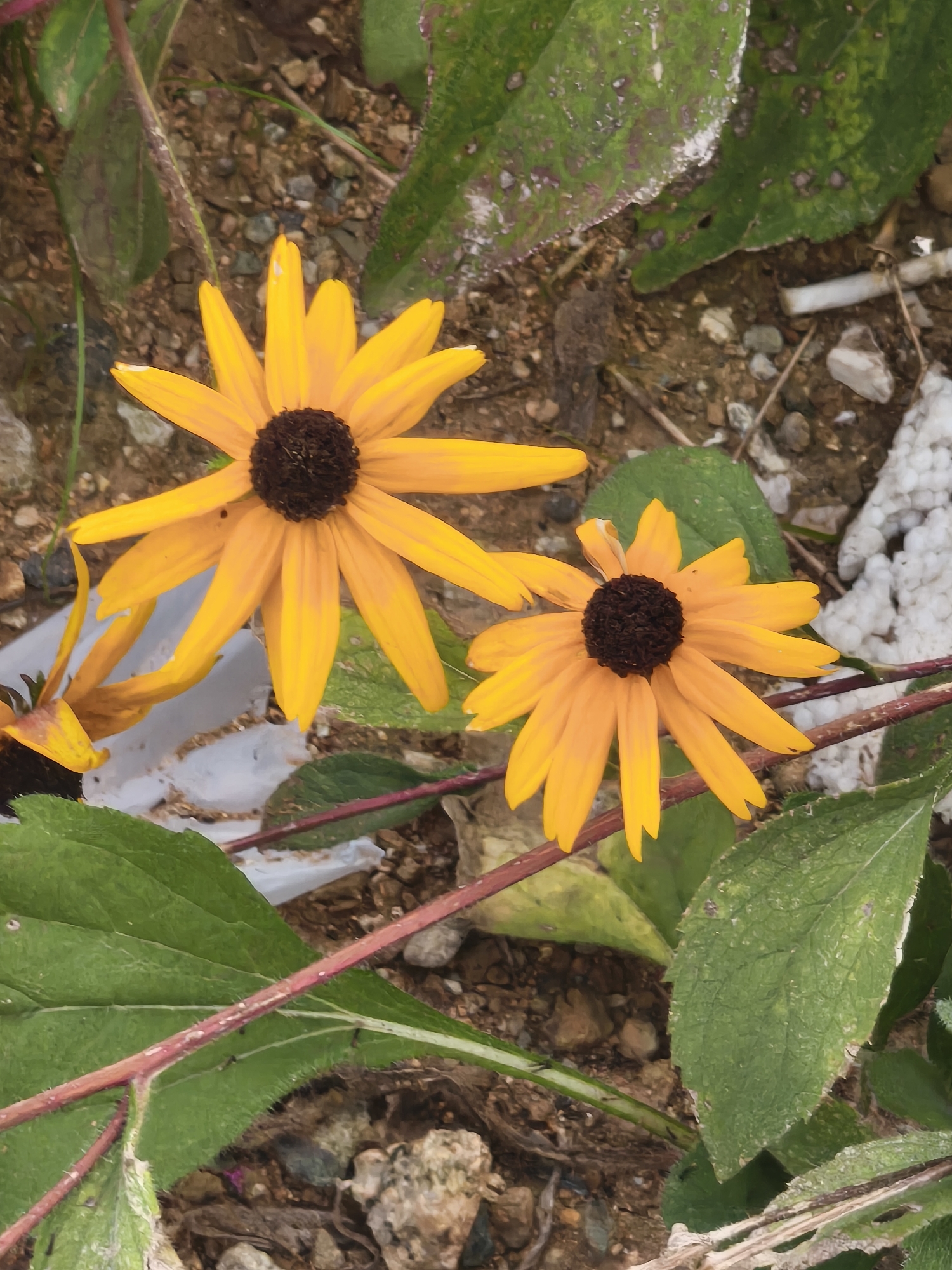 Two yellow coneflowers are in focus, with their brown centers clearly visible. One flower is larger and positioned to the left, while the other is slightly smaller and to the right. Both flowers have elongated, pointed petals. The background consists of dry, brown soil with scattered pebbles and some green leaves, one of which shows signs of damage and discoloration. A thin, reddish-brown stem runs diagonally across the lower portion of the image. There are also some white, irregularly shaped objects in the background, possibly styrofoam debris, and a discarded cigarette butt. The image appears to have been taken outdoors, in an urban or semi-urban environment, given the presence of man-made debris. The context suggests a natural setting within the city of Asan-si, South Korea, possibly a park or roadside.