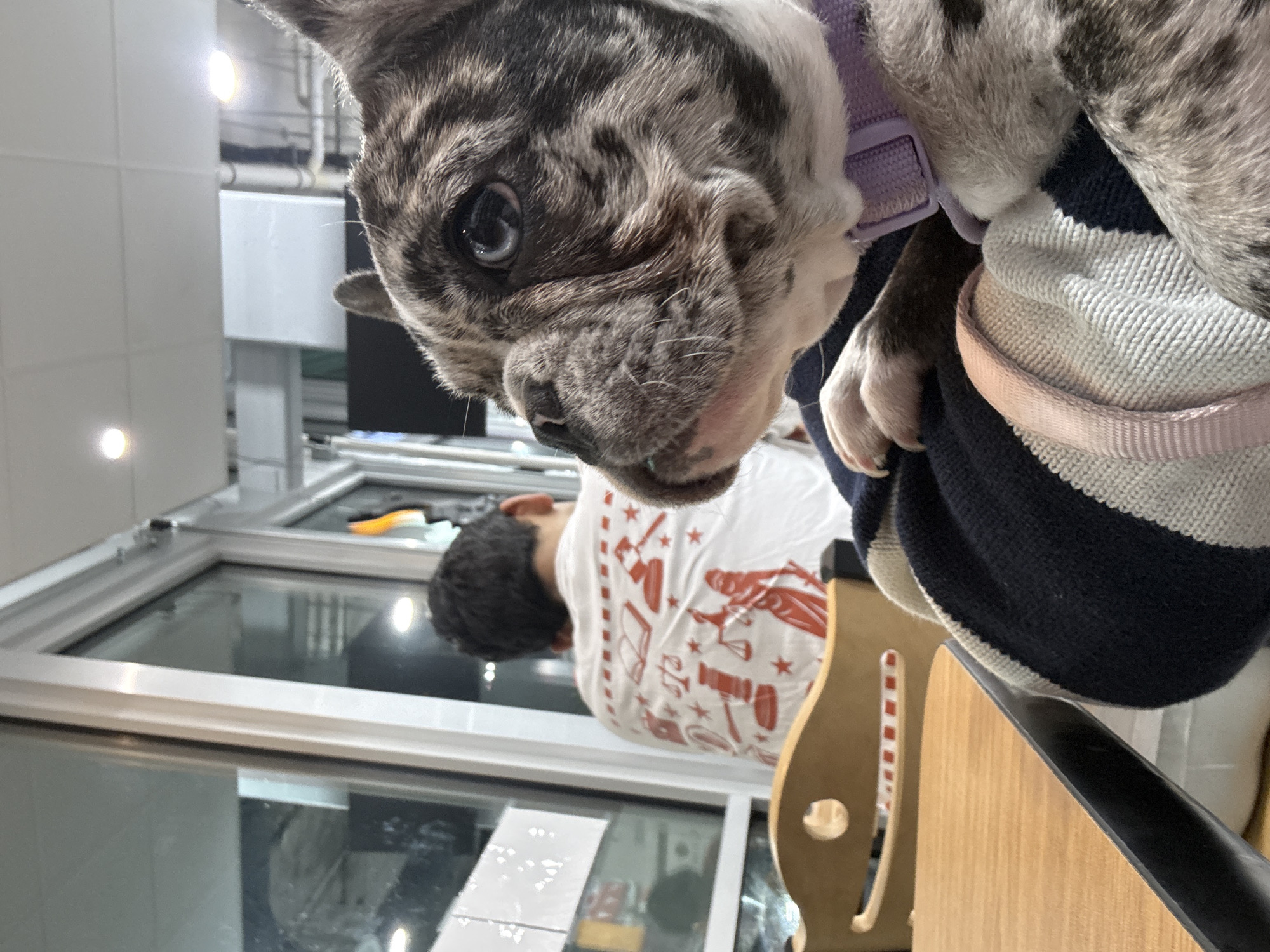 A close-up, rotated image shows a merle French Bulldog wearing a lilac harness, its face filling the top portion of the frame. The dog's left eye is visible and in focus. The dog is positioned above a seated person wearing a white t-shirt with red graphics and black hair. The seated person is at a table adjacent to a glass counter. The scene is inside a building that appears to be a business. A wooden chair is partially visible. The photo was taken indoors. There is no specific evidence within the image that definitively places the scene in Austin, United States of America.