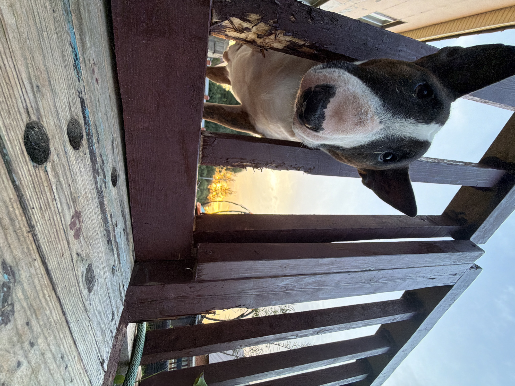 A low-angle shot captures a bull terrier dog peering through a gap in a dark brown wooden fence, its head and upper torso visible. The dog has a white blaze on its forehead and snout, with brown and white markings on its face and ears. Behind the dog, the sky is visible with the warm glow of a sunset and the silhouettes of trees. To the left of the dog, a beige building with a window is partially visible. The foreground is dominated by a weathered wooden surface with visible grain and dark circular indentations, suggesting it is part of a deck or patio. A green hose is coiled in the background on the right. The overall scene appears to be an outdoor residential setting in Chaikovsky, Russia, during dusk.