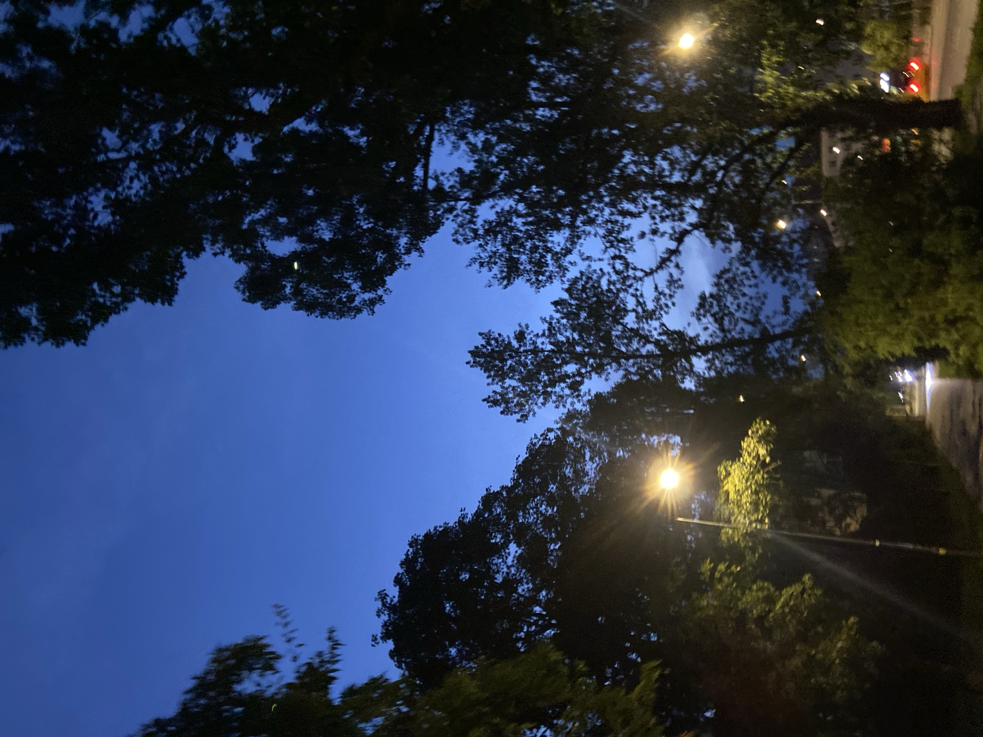 The image captures a street scene at dusk in Warsaw, Poland. The sky is a deep blue, transitioning from twilight. Silhouetted against the sky are the dark, leafy branches of several large trees. A street lamp, illuminated with a bright yellow light, stands prominently on the left side of the frame, casting a glow on the surrounding foliage and a paved pathway. The pathway appears to be a sidewalk or a pedestrian route. Further down the path, other distant lights, possibly from buildings or vehicles, are visible. The overall atmosphere is serene and characteristic of an urban evening in a city park or along a tree-lined street.