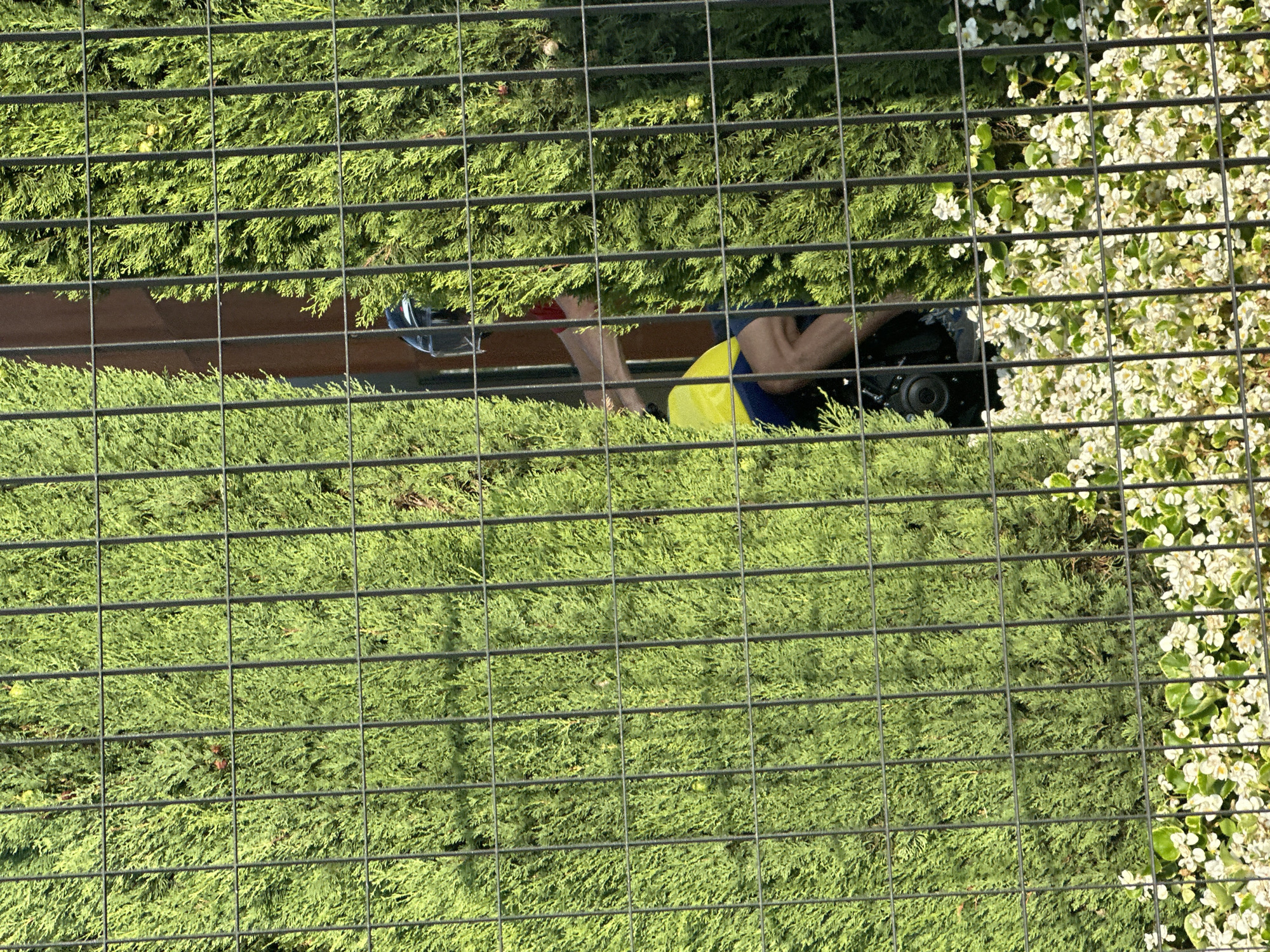 An unseen individual, likely a gardener, is partially visible behind a black metal fence and dense green foliage, possibly cypress trees. The person is wearing a yellow high-visibility vest over a dark garment and blue shorts. They are using gardening shears to trim the plants. A dark-colored object, possibly a camera or a small tool bag, is situated at the base of the foliage. Small white flowers with green leaves are visible in the foreground, at the bottom of the frame. The scene suggests an outdoor environment, possibly a garden or park, within the city of Chiari, Italy, characterized by its lush greenery and floral elements.