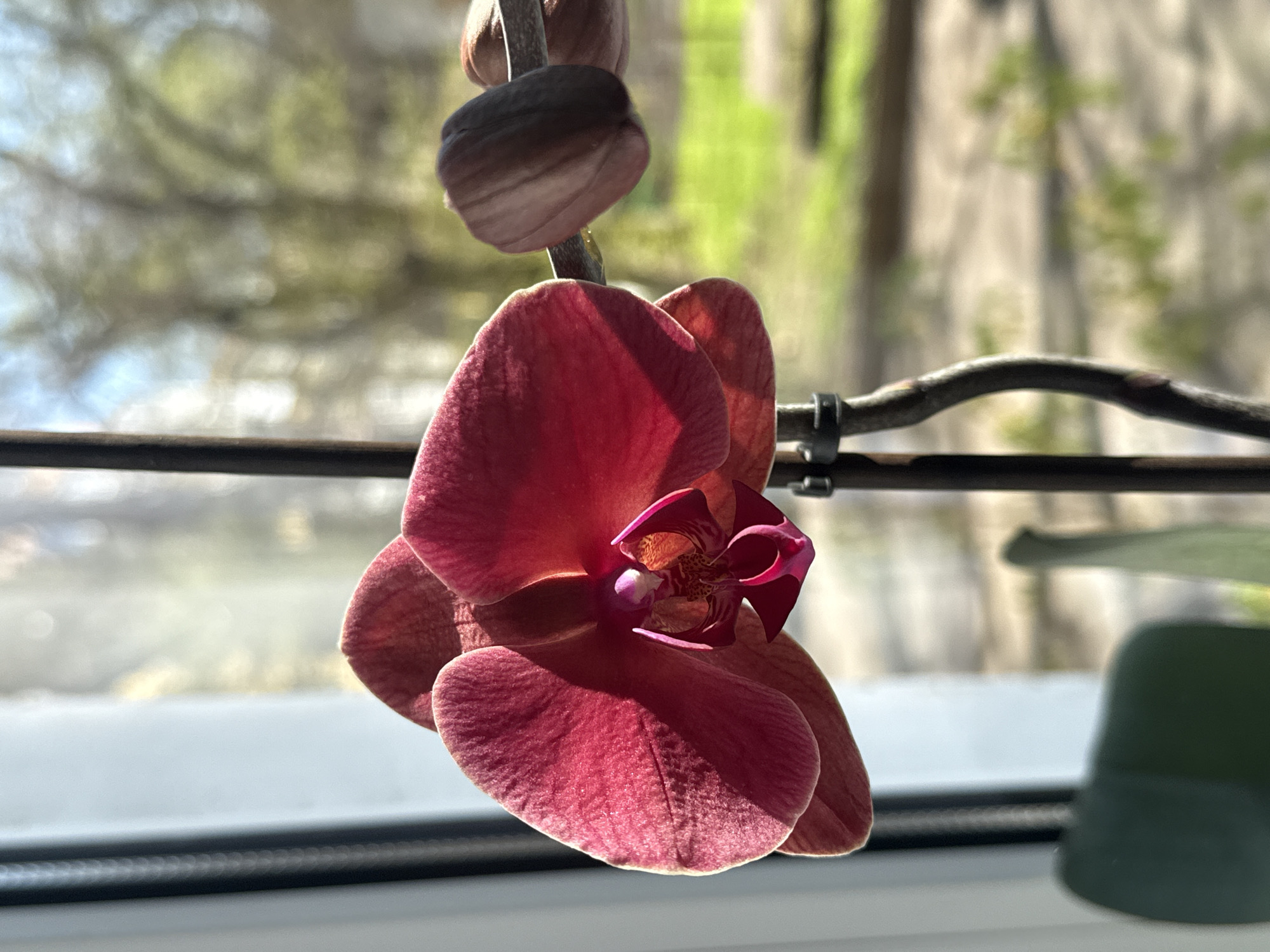A close-up shot features a red orchid bloom on a stem, positioned in front of a window. The background, blurred, reveals a landscape with trees, possibly indicating an outdoor setting. The composition suggests an indoor location, possibly a windowsill. There is no way to verify the location in the city of Rostov-on-Don, Russia. The scene lacks people or actions, focusing on the flower as the central subject.