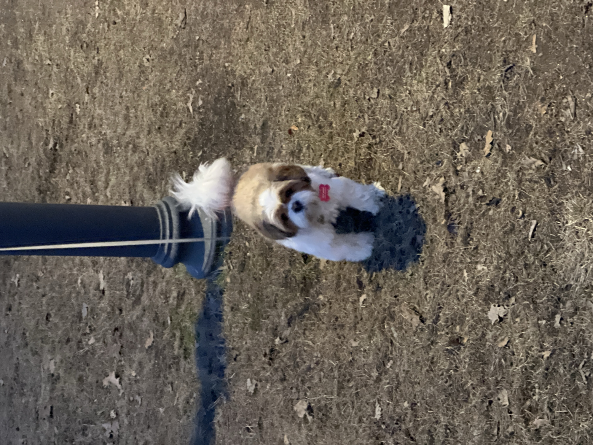 The image displays a small canine, consistent with a Shih Tzu breed, situated in an outdoor park in Saint Petersburg, Russia. The dog features a coat of light brown and white fur and wears a small red identification tag on its neck. It stands stationary, facing the viewer, with its fluffy white tail held erect. To the left of the dog, a dark lamppost with a sculpted base is partially visible, and a thin, light-colored line descends vertically along its visible section. The ground consists of dry, sparse brown grass intermingled with scattered brown autumn leaves. The lighting is ambient, indicative of either late daylight conditions or artificial illumination.