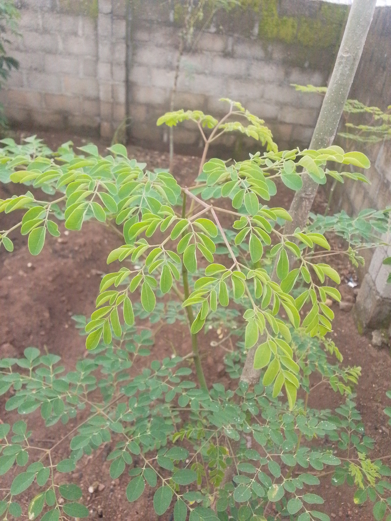 The image shows a close-up view of a young Moringa oleifera tree growing in reddish-brown soil. The tree has a slender, greyish-brown trunk and branches covered in numerous small, compound leaves that are light to medium green. Some leaves appear to have water droplets on them. In the background, a textured, grey brick wall is visible, and beyond that, some blurred vegetation. The setting appears to be an outdoor area, possibly a garden or yard, in Serti, Nigeria. No people are present in the image.