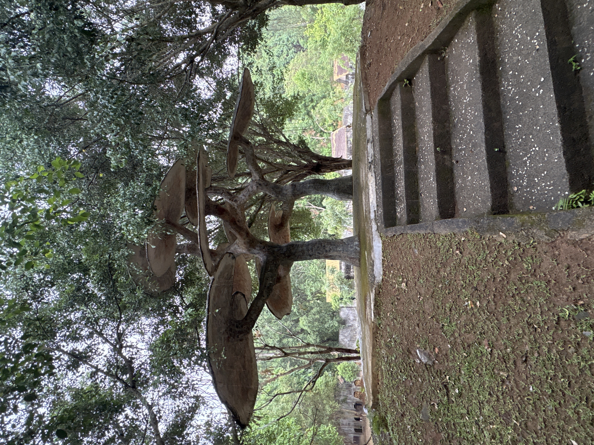 The image depicts a tree with large, elliptical, brown objects hanging from its branches, adjacent to a set of weathered concrete stairs. The location is identified as Khánh Vĩnh, Vietnam. The tree's foliage is green, and the sky is overcast. The stairs are moss-covered and appear to be part of an old, possibly abandoned structure. The ground next to the stairs is dirt with sporadic vegetation. In the background, more greenery and glimpses of structures suggest a natural or semi-urban setting.