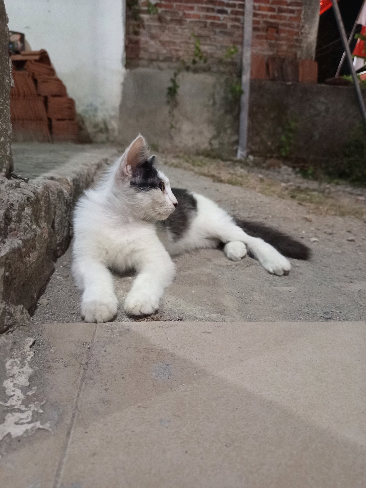 A young, black and white cat lies on a concrete surface. The cat is predominantly white with black markings on its head and back. Its paws are extended in front of it. The background shows a brick wall, a pile of terracotta tiles, and some vegetation. The scene appears to be an outdoor area, possibly a yard or alley. The lighting suggests it is either dusk or nighttime. The location is specified as Ngastemi, Indonesia.