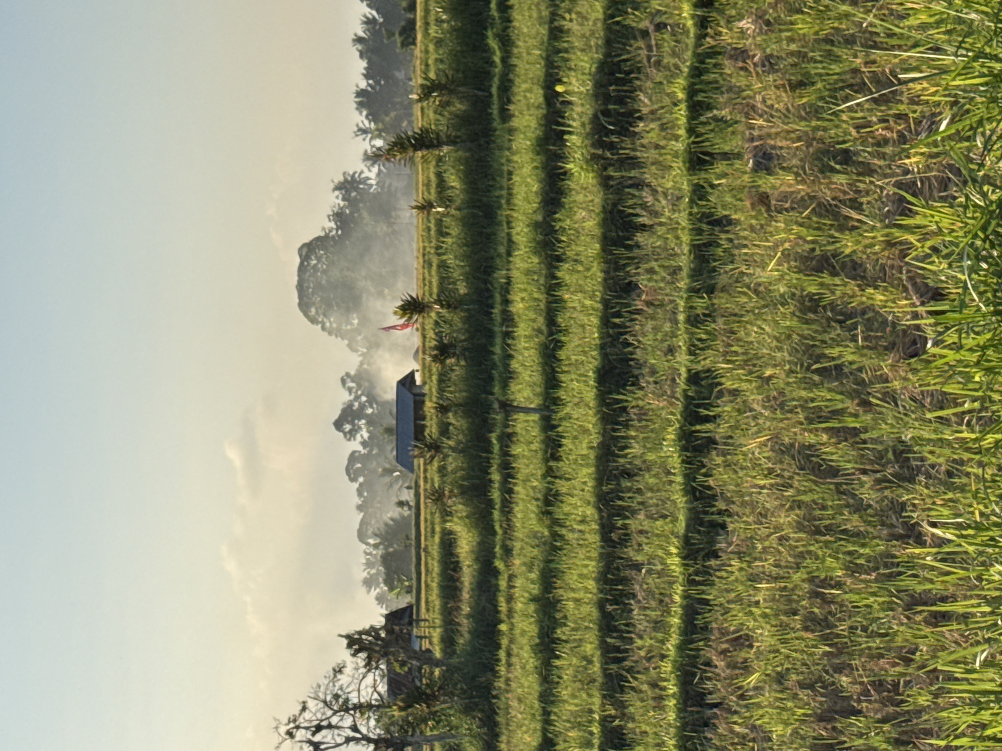 The image depicts a serene rice paddy landscape in Ubud District, Indonesia, bathed in the soft glow of early morning or late afternoon sunlight. The foreground is dominated by the terraced, lush green rice fields, with distinct horizontal layers created by the cultivation methods. The stalks of rice are vibrant and upright, with some areas showing hints of dried straw, suggesting a transition phase in the growing cycle.
In the mid-ground, several small structures are visible. To the left, a simple, open-sided wooden hut with a thatched roof is nestled among some trees. Further to the right, a more substantial building with a dark-tiled roof and visible supporting posts stands as another shelter within the fields. Between these structures, several young, slender palm trees or similar tropical vegetation rise from the fields. A bright red flag, possibly ceremonial or identifying a specific plot, is planted on a pole in the center-right of the mid-ground, adding a splash of color to the scene.
The background is characterized by a soft haze or mist that partially obscures a dense line of tropical trees, including palm trees, and larger, rounded tree canopies. This atmospheric effect, combined with the warm lighting, creates a sense of depth and tranquility. The sky above is a gradient of pale blue at the top, transitioning to a soft, hazy yellow near the horizon, further emphasizing the gentle lighting conditions of the day. No people are visible in the frame. The scene is quiet and undisturbed, capturing the natural beauty and agricultural essence of the location.
