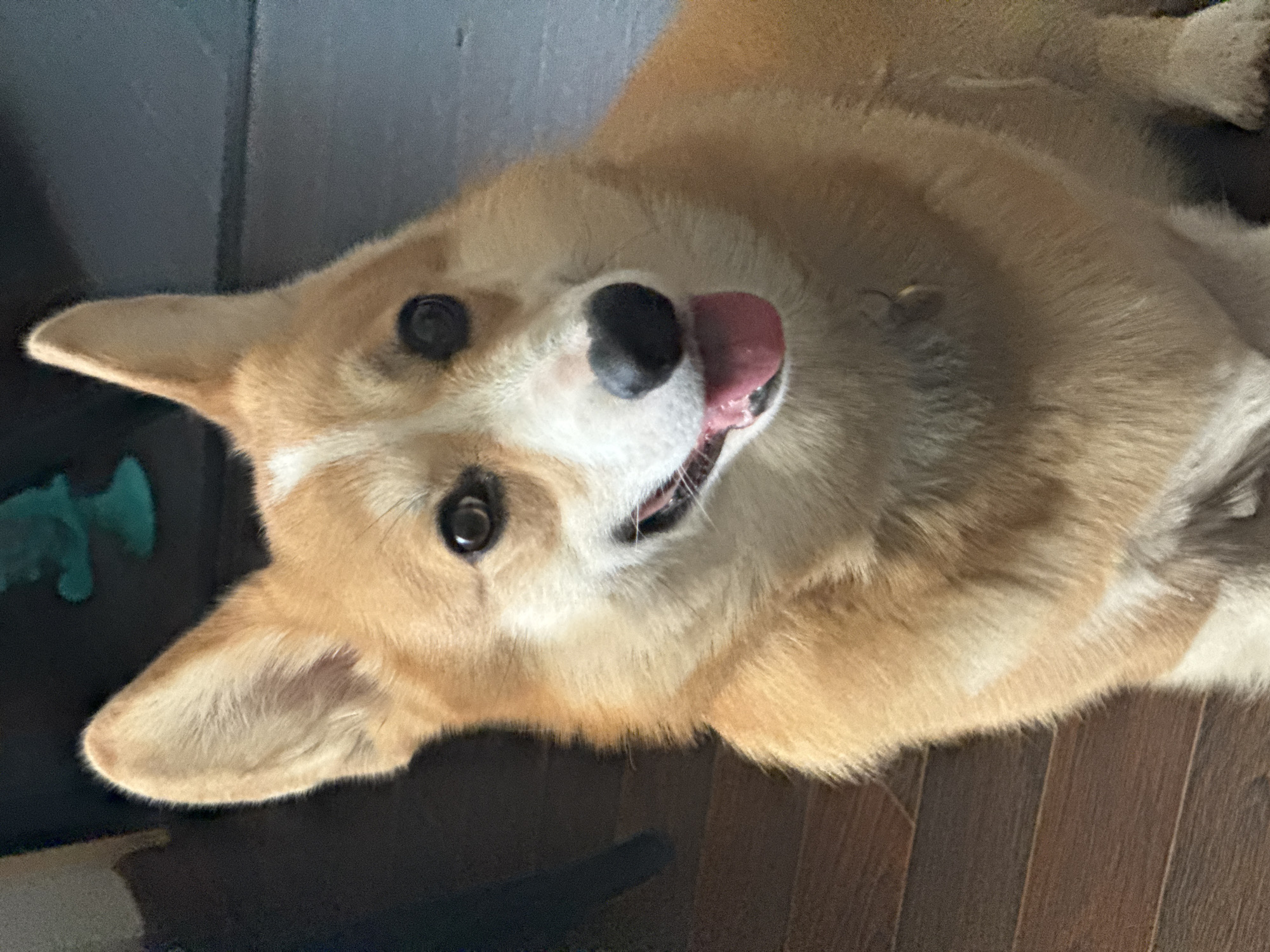 A tan and white corgi dog is lying on a dark brown hardwood floor. The dog is looking up at the camera with its tongue sticking out. The background includes a light gray wall or surface. The location in the city of Votkinsk, Russia is not discernible from the image.