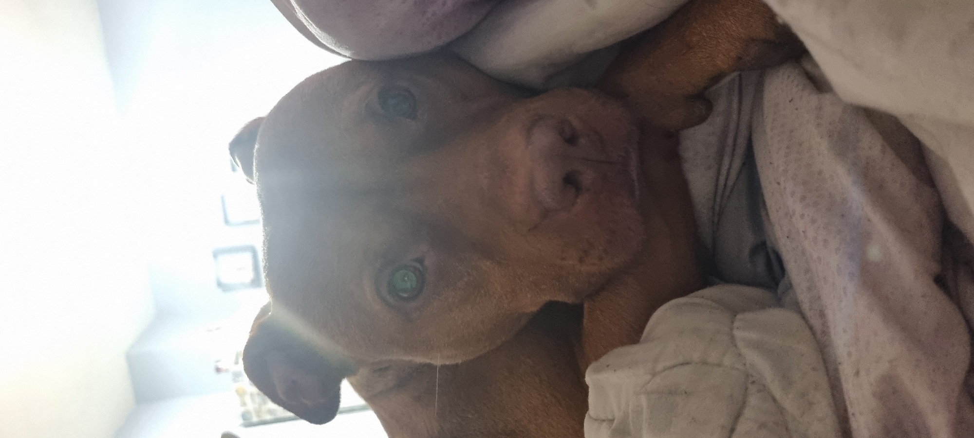 A close-up, slightly angled shot shows a brown dog with green eyes lying in a bed. The dog's head is prominent, with its nose and eyes in focus. Bedding surrounds the dog, including a pillow and a blanket. The location is not specified in the image.