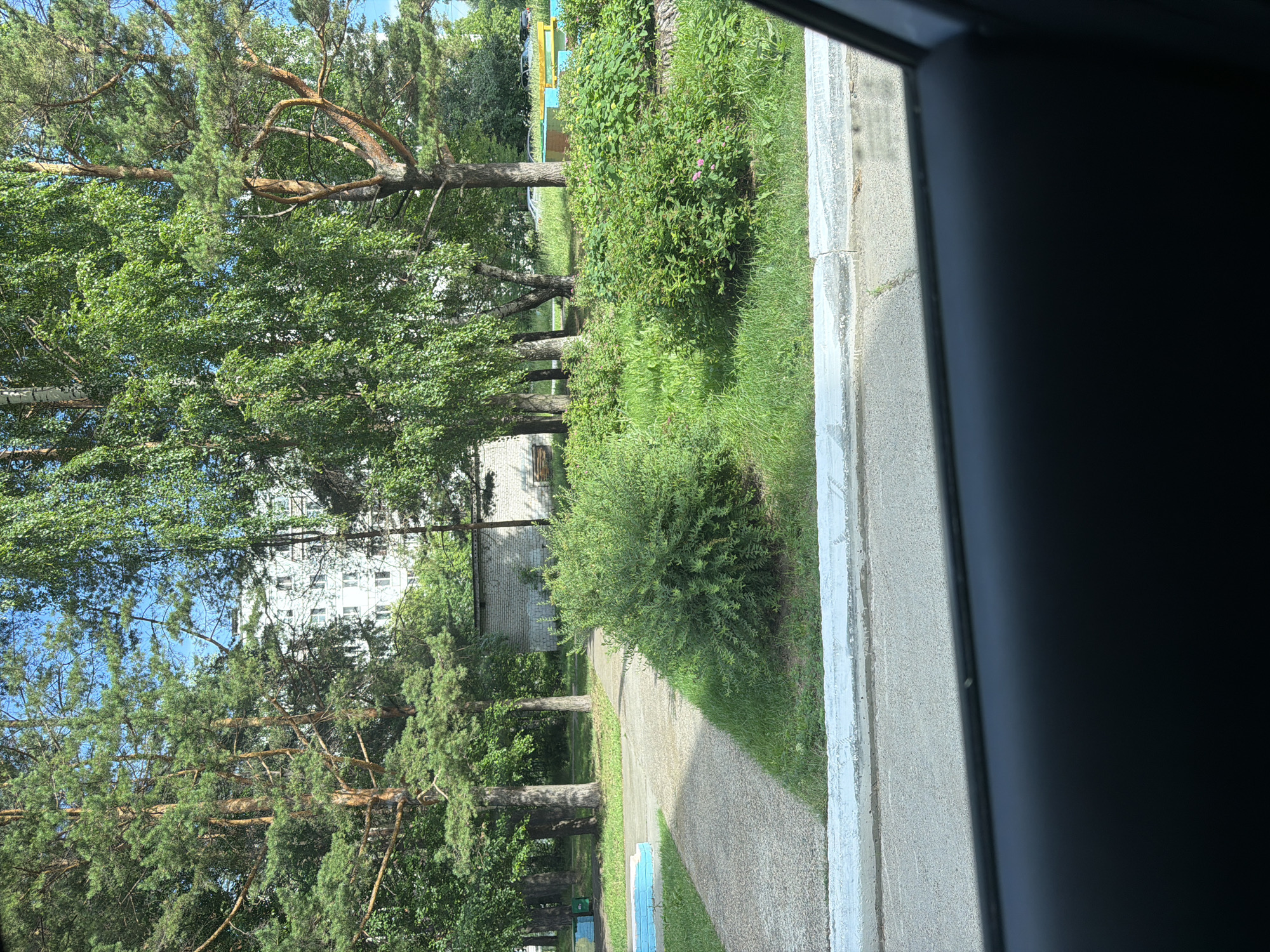 The image depicts a residential courtyard in the city of Chaikovsky, Russia, on a sunny day. In the foreground, a dark car interior is visible through the window, with a concrete curb and asphalt road in front. Beyond the curb, a paved walkway leads into a green courtyard with various trees and bushes. Several pine trees and birch trees are prominent, with lush green foliage. A low-rise, multi-story apartment building, characteristic of Soviet-era architecture, is visible in the background through the trees. The building appears to be light-colored, possibly white or beige, with numerous windows. A small, brick building, possibly a shed or utility structure, is situated between the trees and the apartment building. The courtyard also features some landscaping with decorative bushes and what appear to be brightly colored planters or benches, one of which is blue and white. The ground is covered with grass and some patches of dirt. The overall scene suggests a typical urban residential environment.