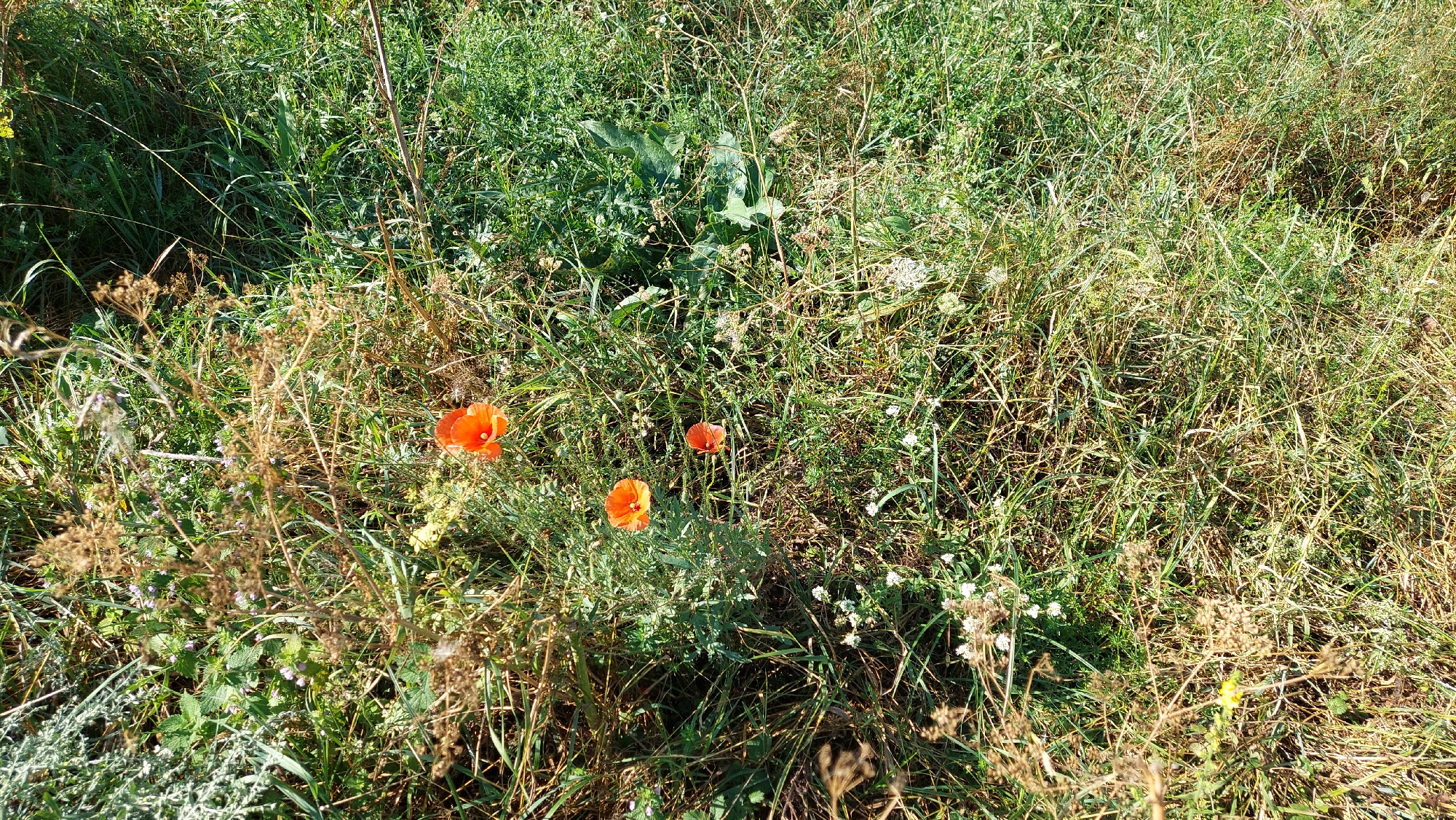 The image shows a patch of grassy terrain with several red poppies in bloom. The vegetation is dense and varied, with tall grasses, smaller green plants, and some dried brown stalks. The poppies are a vibrant orange-red color and stand out against the green and brown backdrop. The scene appears to be outdoors, likely in a natural or semi-natural setting. There are no people or man-made structures visible in the image. The lighting suggests it is daytime, with sunlight illuminating the scene. This image could be located in Kozarovychi, Ukraine, given the context provided.