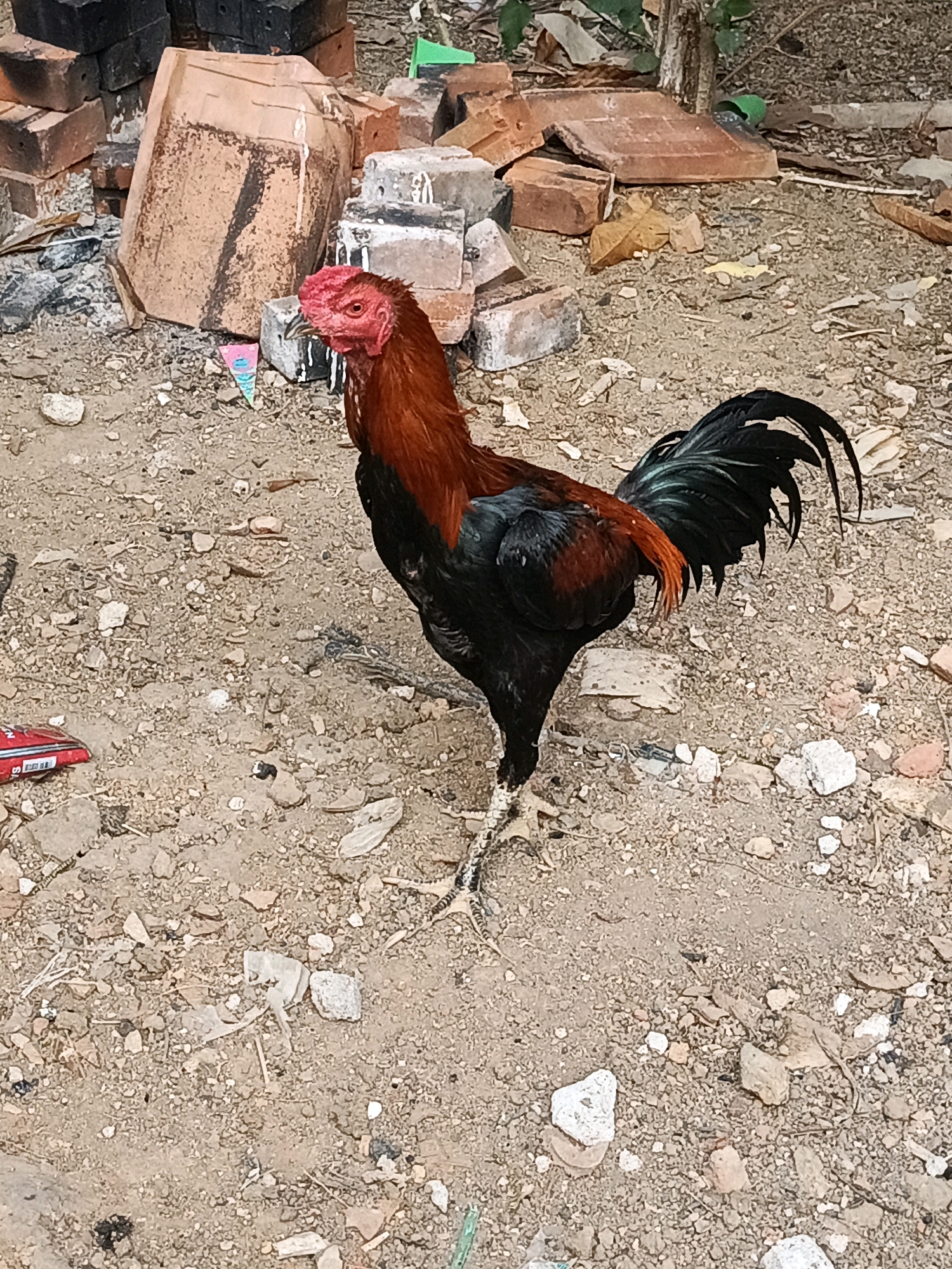 A rooster stands on a patch of dirt and gravel in an outdoor area, possibly a yard or construction site. The rooster is predominantly black with reddish-brown feathers on its neck and back, and a bright red comb and wattles. Its legs are pale yellow with visible spurs. In the background, there are piles of bricks, some broken and some intact, suggesting construction or demolition activity. Scattered debris, including small stones, leaves, and what appears to be a red packet of cigarettes, litters the ground. The overall environment appears somewhat unkempt. The location is identified as Megang Sakti I, Indonesia.