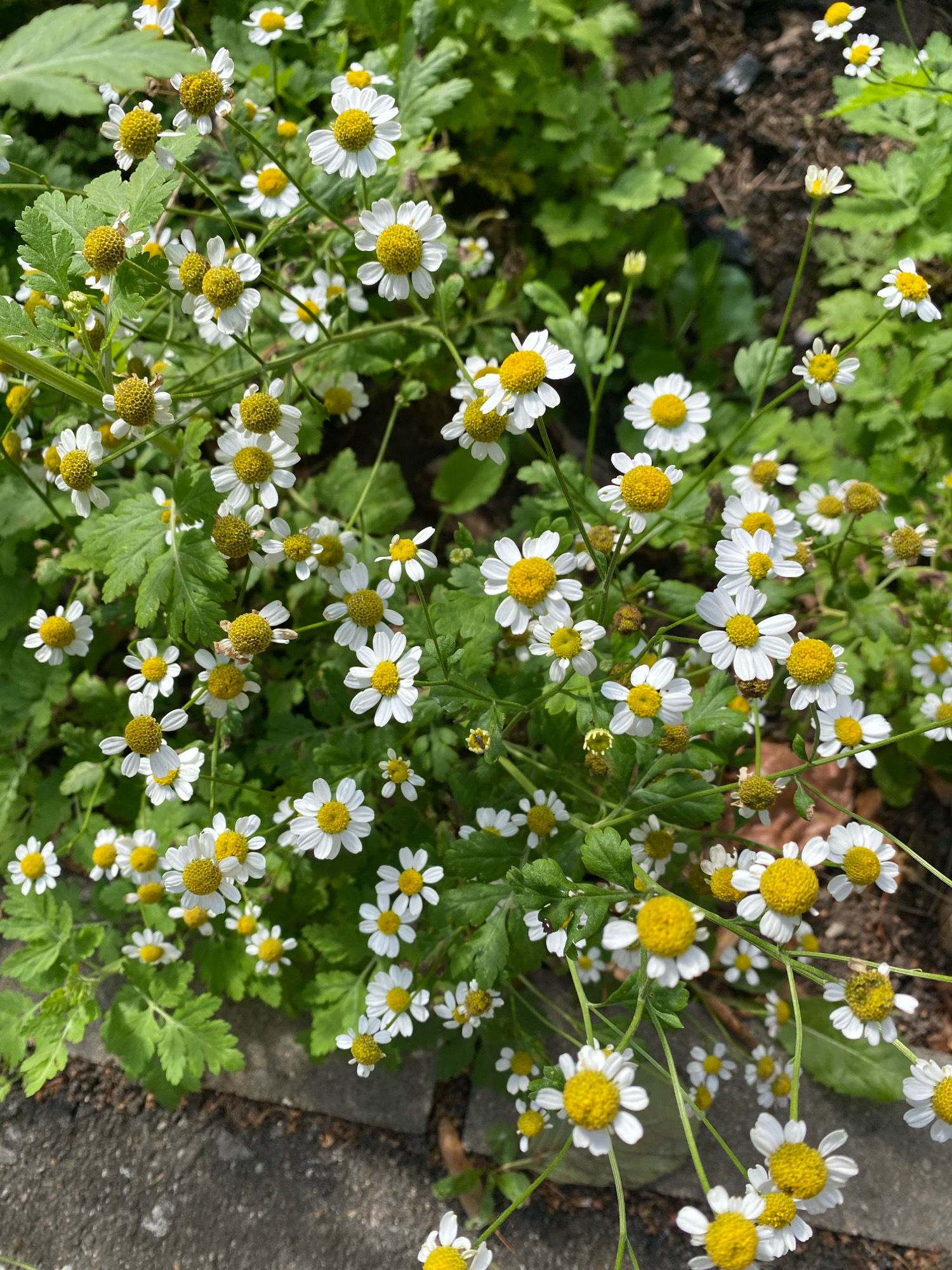 A close-up, overhead shot captures a dense cluster of small, white daisy-like flowers with bright yellow centers. The flowers are on thin green stems, some upright and others trailing downwards. The background is a mix of lush green foliage and dark soil. In the bottom left corner, a grey concrete paving stone is visible, suggesting an outdoor, possibly garden or urban setting. No people or animals are present in the frame. The image appears to be taken in Ivanteyevka, Russia, on a sunny day, given the bright illumination and sharp focus on the flowers.