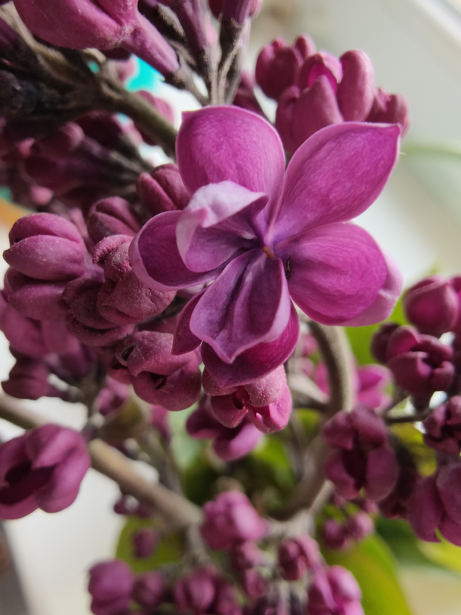 A close-up photograph features a cluster of vibrant deep purple lilac flowers and buds, captured with a shallow depth of field. A single prominent flower, with four distinct magenta petals, is in sharp focus in the center-right of the frame, revealing delicate vein-like textures. Surrounding it are numerous tightly closed and partially opened buds, showcasing a slightly textured, velvety surface, some with tiny white specks, possibly dust or pollen. The brown, segmented stems of the flower cluster are also visible, running through the composition.
The background is softly blurred, providing a gentle contrast to the sharp details of the flowers. It consists of light green and white hues, with a distinct patch of bright turquoise or blue visible in the upper left, suggesting natural light entering from a window or an outdoor setting. The overall lighting is soft and natural, illuminating the flowers without harsh shadows, indicative of daytime. No specific activity or event is depicted, just the static beauty of the blooming flowers. There is no visible text. The media file depicts a common sight during springtime in places like Poltavka, Ukraine.