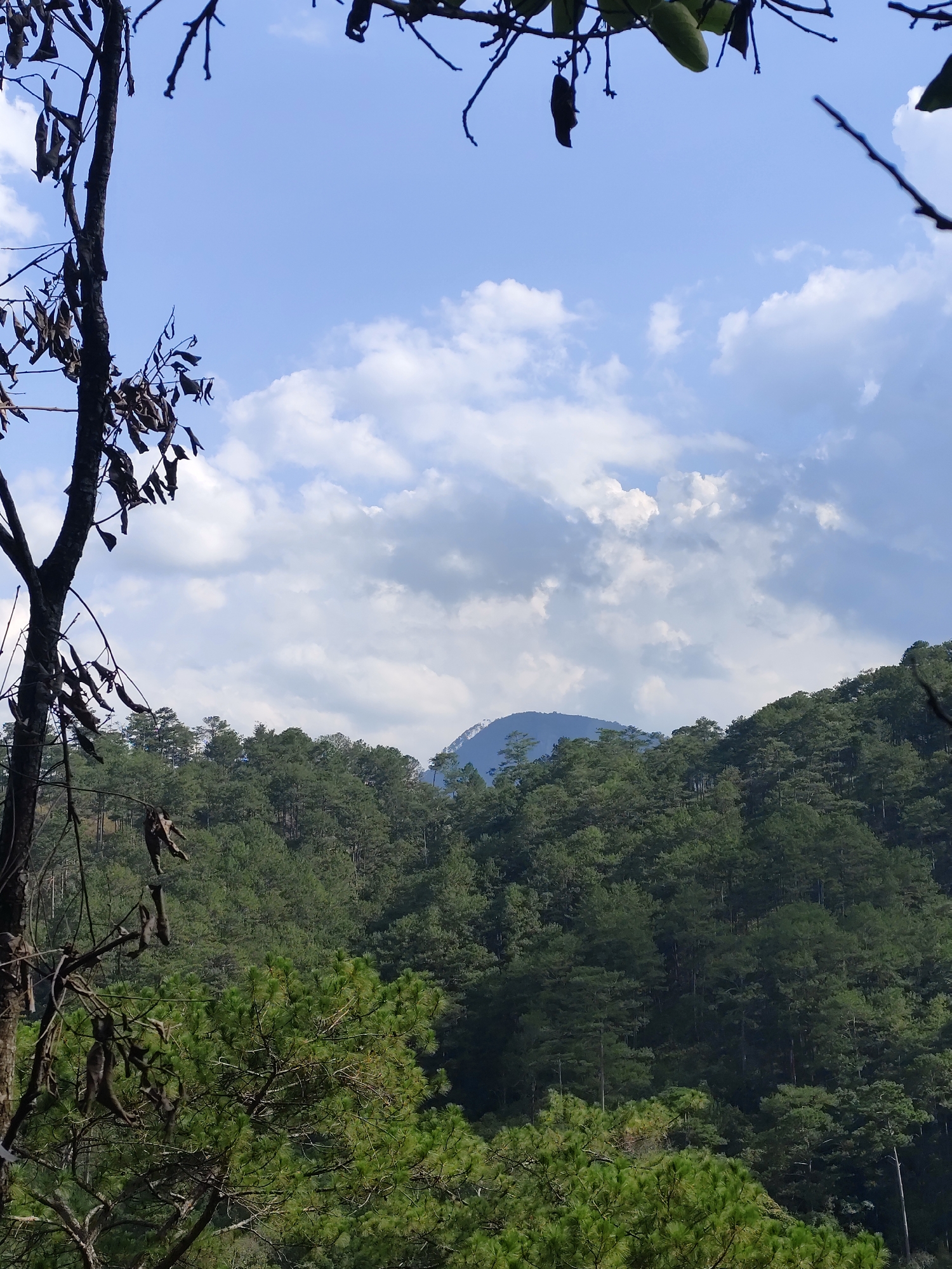 The image presents a daytime view of a landscape in Da Lat, Vietnam. A clear blue sky with scattered white clouds forms the backdrop. In the middle ground, a dense forest of green pine trees covers the hillside. A mountain peak is visible in the distance, partially obscured by the clouds. A bare tree with dried leaves and branches stands in the foreground on the left, partially framing the scene. A different tree with green leaves and branches also frames the scene at the top.