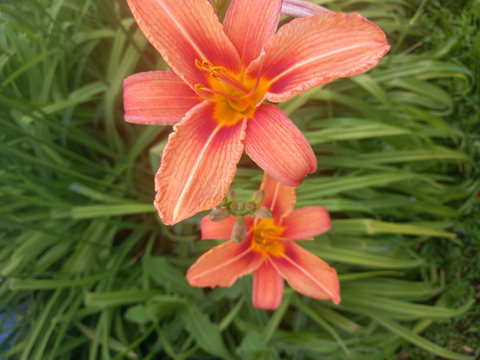 Two bright orange lilies are in full bloom, their petals unfurling to reveal yellow centers and prominent stamens. The larger lily, positioned on the right, is sharp and in focus, while a smaller, slightly out-of-focus lily sits to its left. Several unopened buds are visible between the two flowers, hinting at future blooms. The lilies are surrounded by lush green foliage, creating a vibrant natural backdrop. The image appears to be taken outdoors, likely in a garden or park setting, bathed in natural light, with a subtle lens flare visible in the upper right corner. There are no people or man-made objects evident in the scene. The image does not contain any specific details that would allow for precise localization to Sterlibashevo, Russia, or any other specific city.