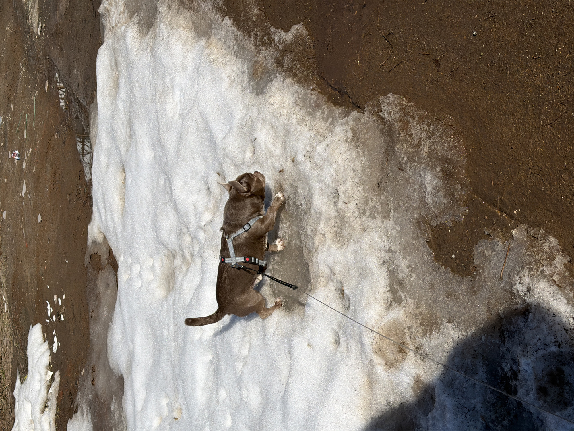 A dog, wearing a harness and leash, stands on snow adjacent to bare ground. The location is Votkinsk, Russia.