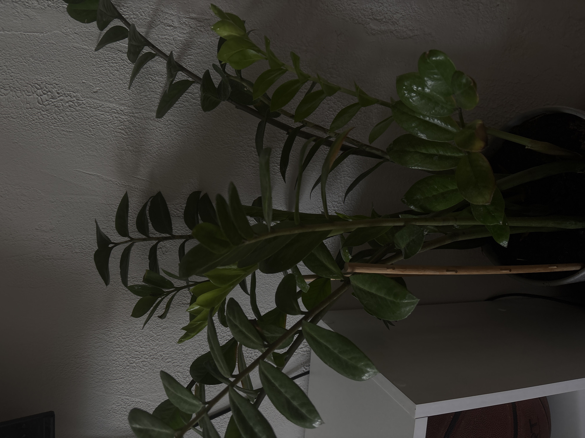 A close-up, low-angle, indoor shot captures a ZZ plant with thick, waxy green leaves against a textured, light-colored wall. The lighting is dim and dramatic, casting shadows and highlighting the glossy surfaces of the leaves. The plant is in a dark pot, and a wooden stake supports one of its stems. To the left, a portion of a white shelf is visible, with a basketball resting on it. The scene appears to be in a domestic setting within the city of Zheleznogorsk, Russia, based on the metadata.
