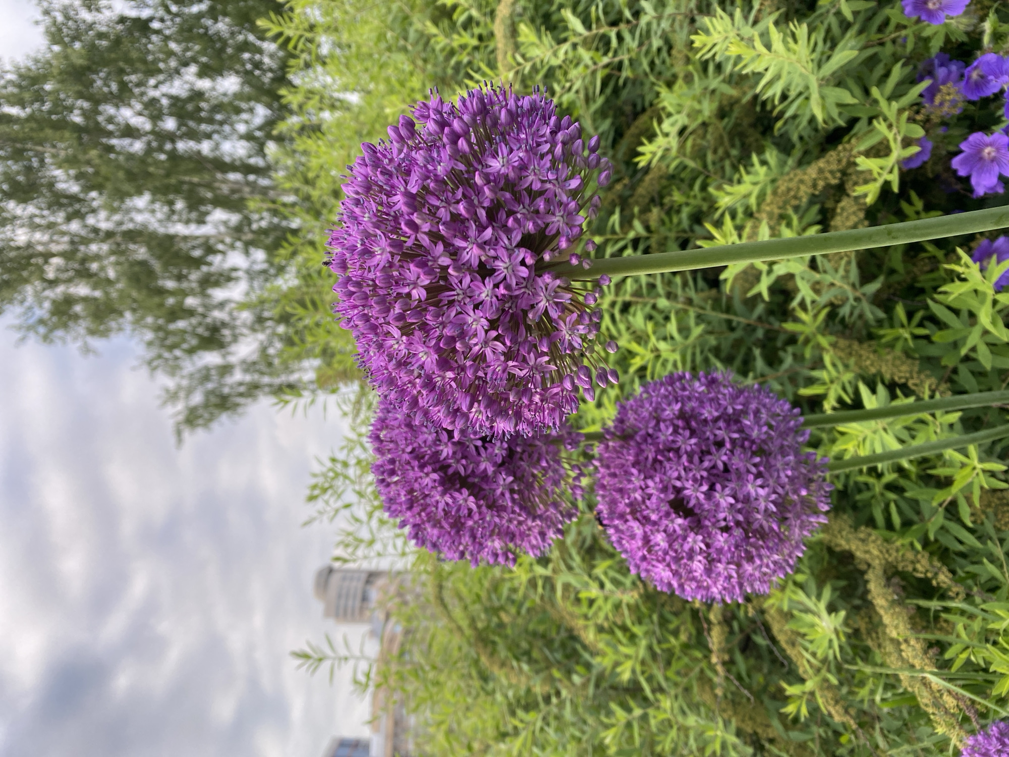 The image depicts a close-up view of three purple allium flowers in bloom, set against a background of green foliage. In the far background, several modern buildings are visible, suggesting an urban setting. The sky above is overcast with scattered clouds. The flowers are round and dense, composed of numerous small florets. One flower is in sharp focus in the foreground, with two others slightly out of focus behind it. The stems are thick and green. The overall scene is one of nature thriving within a city environment, possibly a park or landscaped area in Yekaterinburg, Russia.