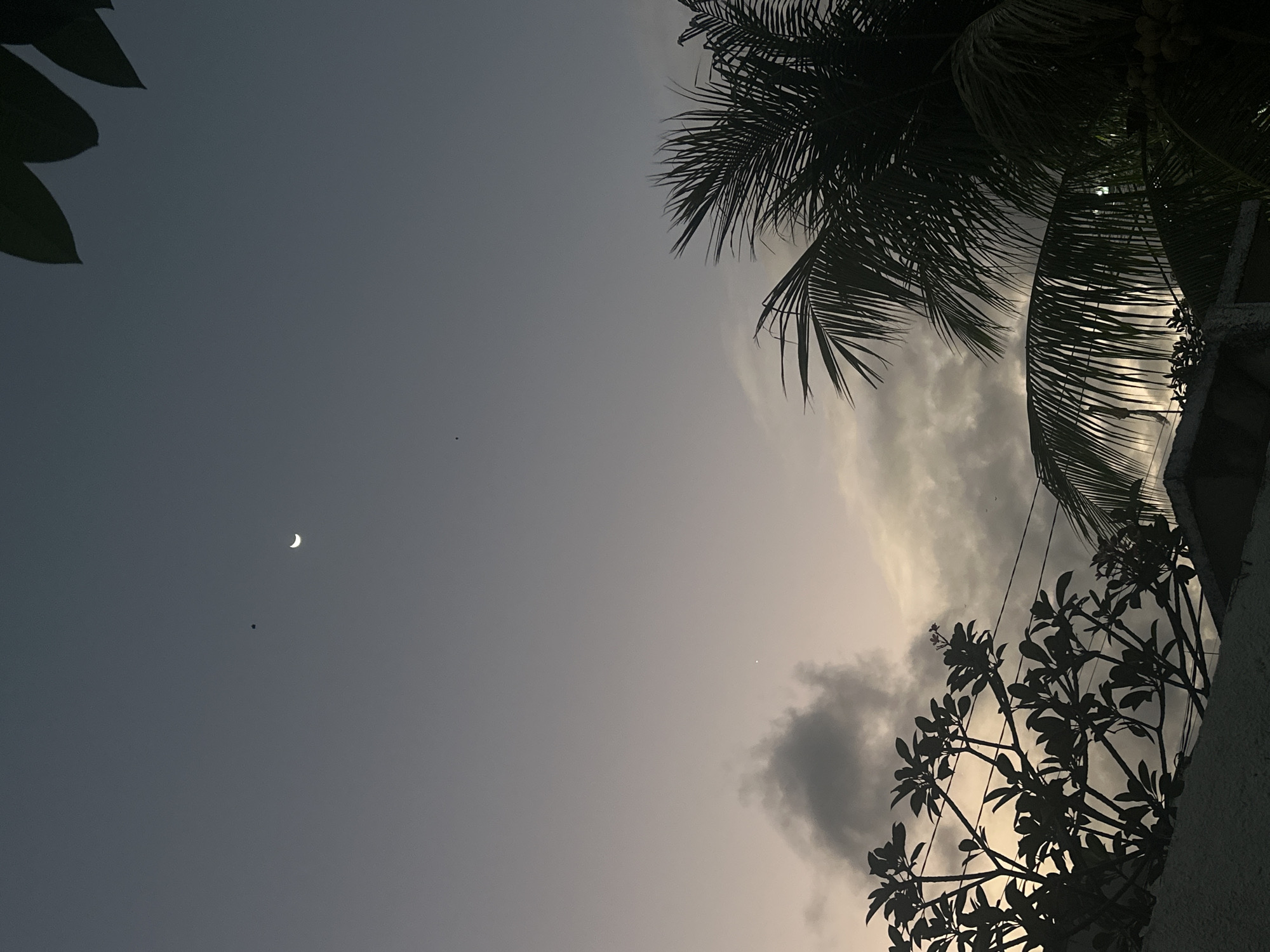The image depicts a twilight scene in North Kuta, Indonesia. A crescent moon is visible in the upper portion of the sky, which is a gradient of gray and pale yellow. Silhouetted against the sky are the fronds of a palm tree in the upper right corner and the branches and leaves of another tree in the lower left. A wall is visible at the bottom of the frame, with the tops of buildings behind it. There are several small dark specks in the sky, which could be birds or insects. The overall impression is one of a calm evening in a tropical urban setting.