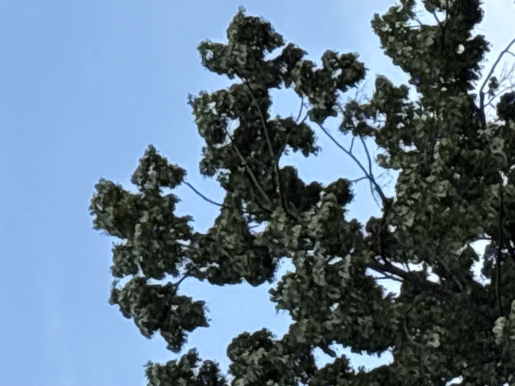 The image shows a close-up view of the canopy of a large, leafy tree against a clear blue sky. The branches are dark and thick, with dense clusters of green leaves that obscure much of the sky. There are no people, buildings, or other objects visible in the frame. The image quality is somewhat blurry, suggesting it was taken with a mobile phone camera or from a distance. The lighting suggests it is daytime. The scene is devoid of any specific landmarks that would allow for precise identification of the location within Plovdiv, Bulgaria.
