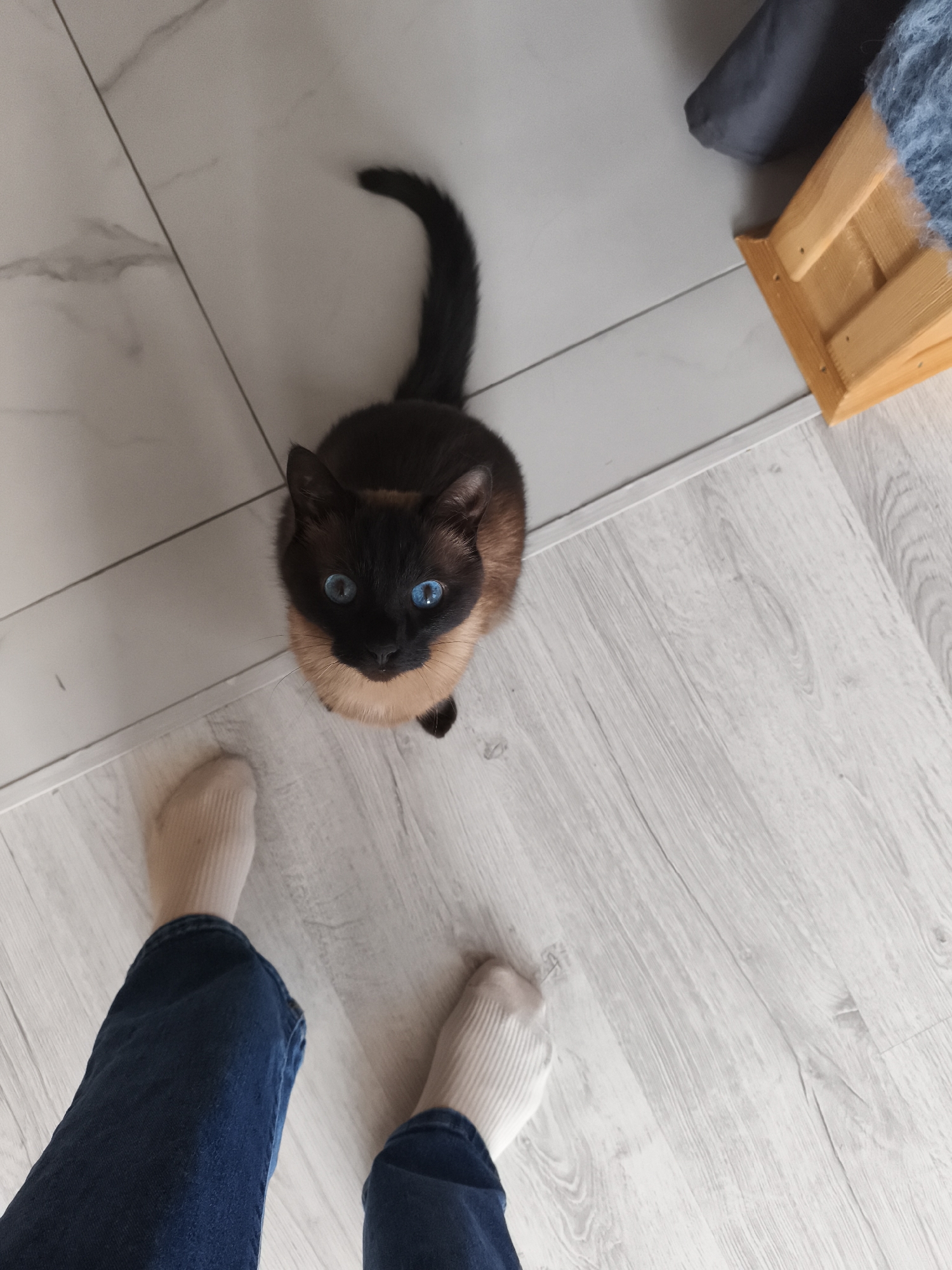 The image shows a top-down view of a Siamese cat with striking blue eyes sitting on a light-colored wooden floor. To the left of the cat, a person's legs are visible, clad in dark blue jeans and light-colored socks. The environment appears to be an indoor setting, likely a home, with a portion of a wooden structure and dark blue fabric visible in the background. The floor is made of light-colored planks with a visible grain. The scene does not provide any specific information about the city of Русский Вожой, Russia, other than it is implied to be the location of the image.