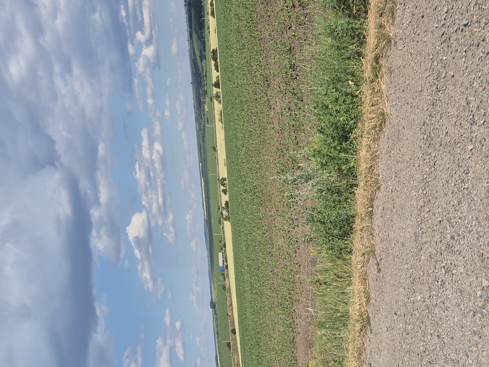 The image depicts a wide agricultural landscape under a partly cloudy sky. In the foreground, a gravel road runs horizontally, bordered by a strip of dry grass and green vegetation. Beyond this, a large field of young green crops, possibly corn, stretches into the middle ground. Further in the distance, a light yellow field is visible, and beyond that, rolling hills covered with trees and more fields create a layered effect. A blue truck is seen driving on a road in the middle distance, traversing the landscape. The sky is a mix of blue patches and scattered white and gray clouds, indicating fair weather with some cloud cover. The scene suggests a rural setting in Ukraine, likely within the agricultural region surrounding Pidhaitsi.