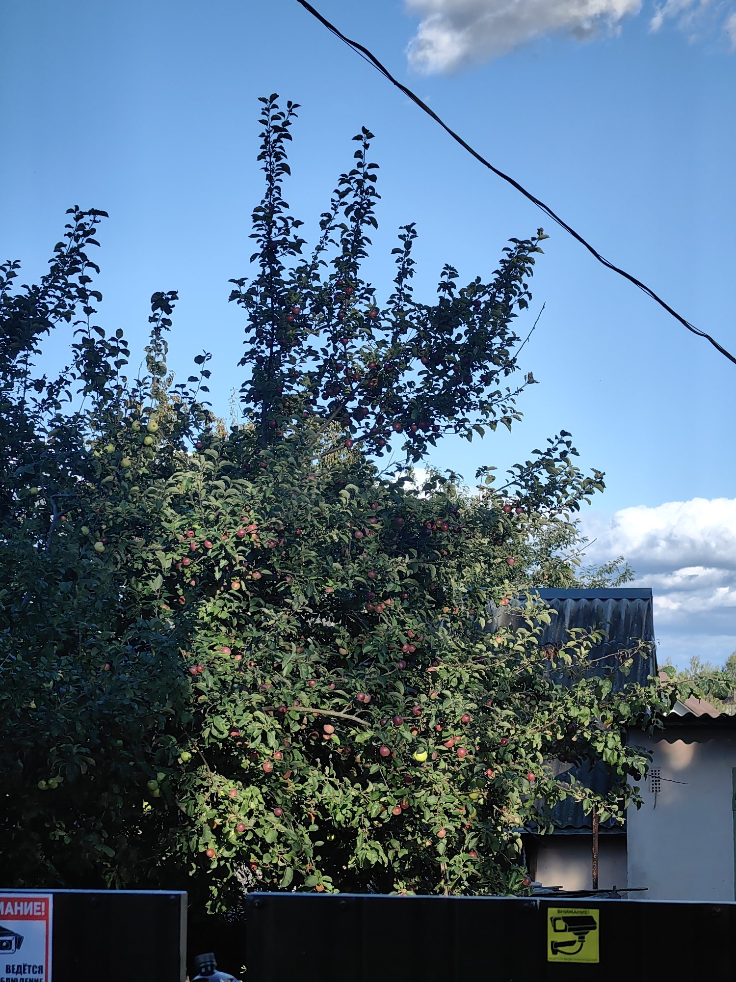 An outdoor, eye-level shot captures an apple tree laden with ripe fruit in front of a building in Fanipal, Belarus. The tree dominates the frame, its branches laden with numerous red and green apples. Behind the tree, a weathered, dark gray roof is visible, attached to a light-colored building. The sky above is a clear blue with scattered white clouds, and a black wire runs diagonally across the upper portion of the image. In the foreground, a dark metal fence partially obstructs the view. A yellow sign with a black pictogram of a security camera and the Russian word "ВНИМАНИЕ!" (Attention!) is attached to the fence. Another sign with Russian text, including "ВЕДЕТСЯ" (is being conducted), is visible on the left side of the fence.