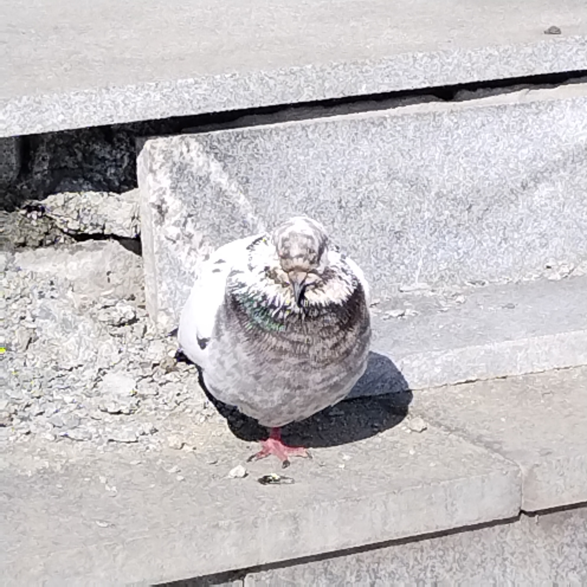 A pigeon is perched on a gray concrete structure in an outdoor setting. The pigeon is predominantly gray and white with hints of green on its neck. It is standing on its pink feet with its head tucked into its body. The background includes similar concrete structures and loose gravel. Based on the environment, the location appears to be in a public area. Nizhny Tagil, Russia, is not discernible from the image.