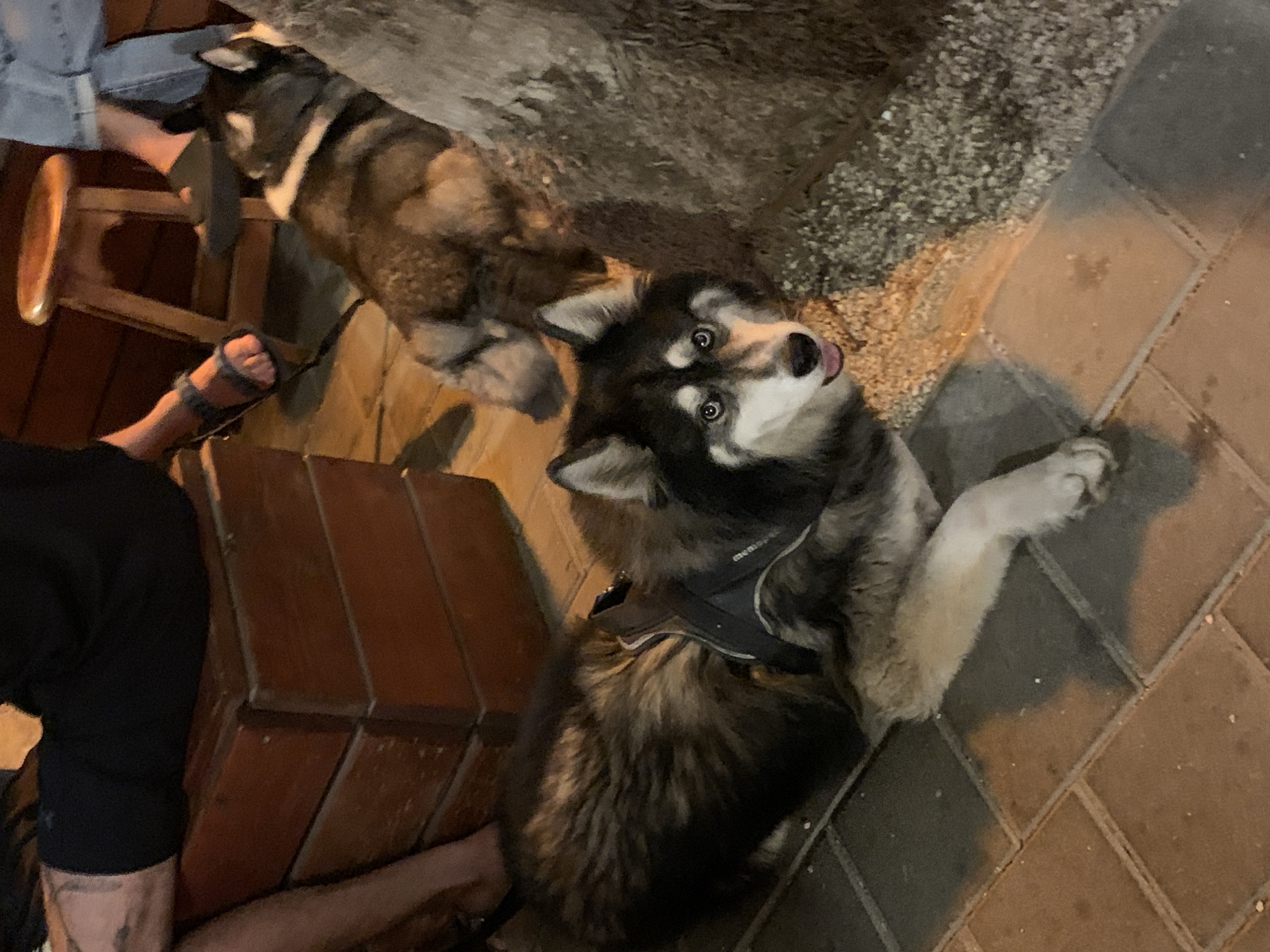 The image depicts two dogs, one lying on a brick-paved surface with its tongue sticking out, wearing a harness, and the other standing in the background. A portion of a wooden bar stool and the legs of two people are visible, suggesting the scene is set in an outdoor dining or bar area. The location is likely Tel Aviv, Israel, given the context. A wooden structure is partially visible, as well as a concrete wall.