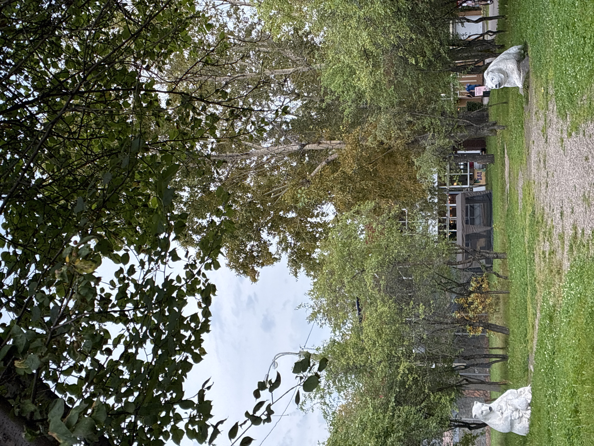 The image depicts an outdoor scene, likely in a park or public space in Irkutsk, Russia. In the foreground, two white bear sculptures are situated on a grassy area. The sculpture on the left is seated and appears to be holding a cub. The sculpture on the right is also seated, facing forward. A gravel path runs between the two sculptures. Behind the sculptures, several trees with green and some autumnal foliage are visible, suggesting it is either late summer or early autumn. In the background, a building with large windows and a striped awning can be seen. Tents or canopies are also present near the building, and a few people are visible in the distance, some walking and one on a bicycle. Overhead, a streetlamp is visible through the leaves of a tree. The sky is overcast.