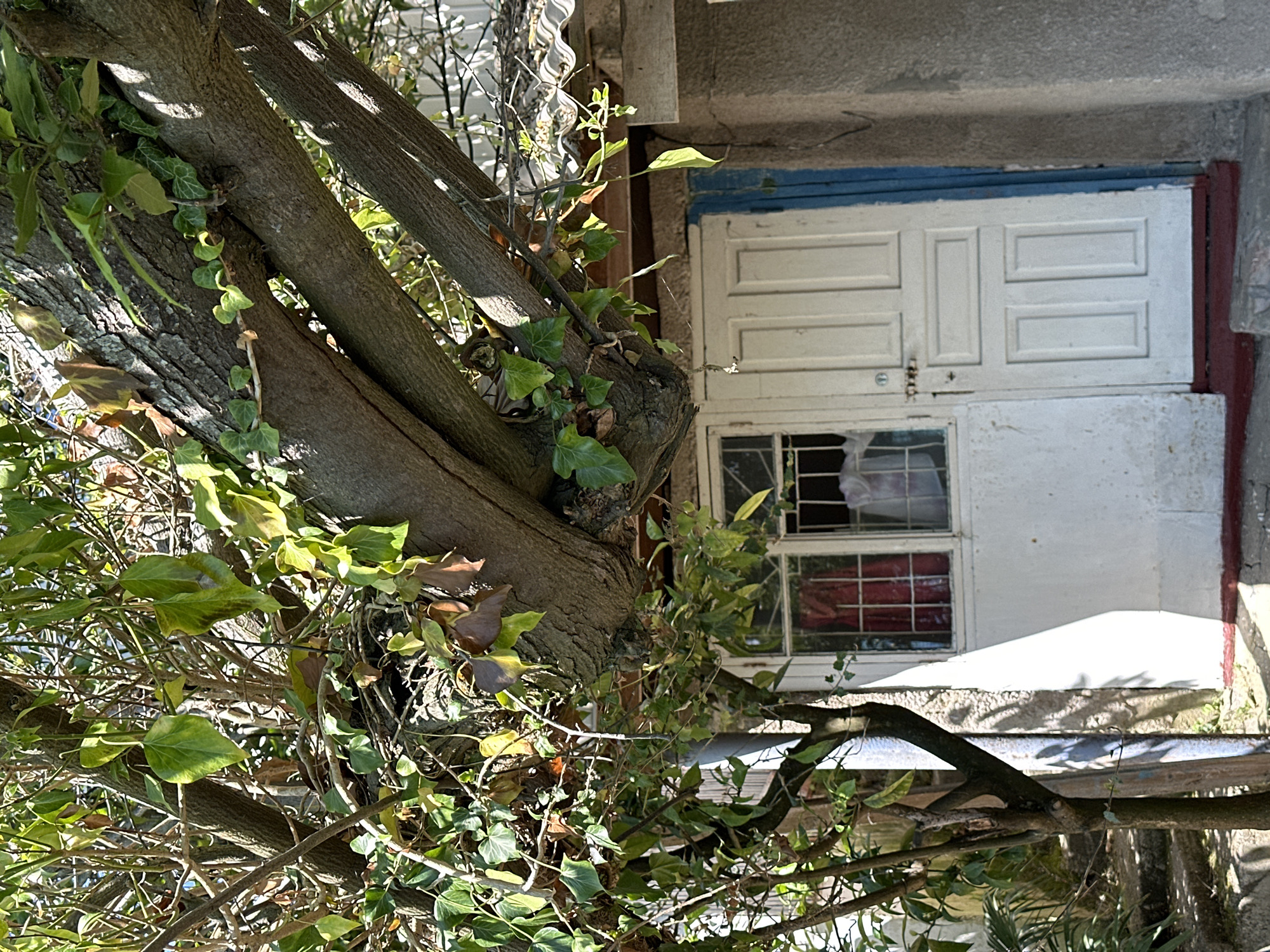 This image depicts a tree with thick branches growing over the roofline and partially obscuring a white-paneled door and a window with a metal grate, all part of a weathered building. The building appears to be made of concrete with peeling paint on the door frame, which is accented with blue. Red trim is visible at the base of the structure. The tree's branches, laden with green leaves and some dry, brown foliage, extend across the frame, casting dappled shadows. A downspout runs vertically down the side of the building, near the tree trunk. The scene suggests an outdoor environment with elements of nature encroaching on a man-made structure. The location is identified as New Athos, Abkhazia. There are no people visible in the image.