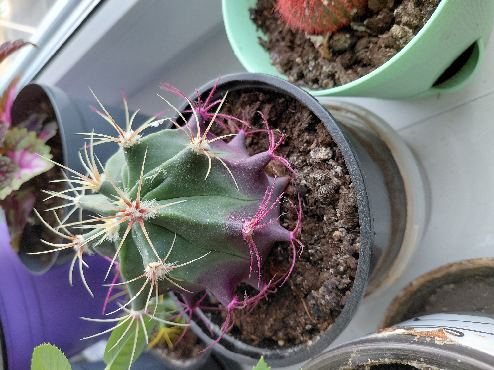 The image shows a close-up of a cactus plant in a black plastic pot, surrounded by other potted plants. The cactus has a greenish-purple hue on the top, with long, sharp, white and pink spines. The soil in the pot appears dry and crumbly. Other potted plants are visible around the cactus, with a variety of foliage and flowers. The image appears to be taken indoors, possibly on a windowsill. There is no indication of the city Nadym, Russia in the image.