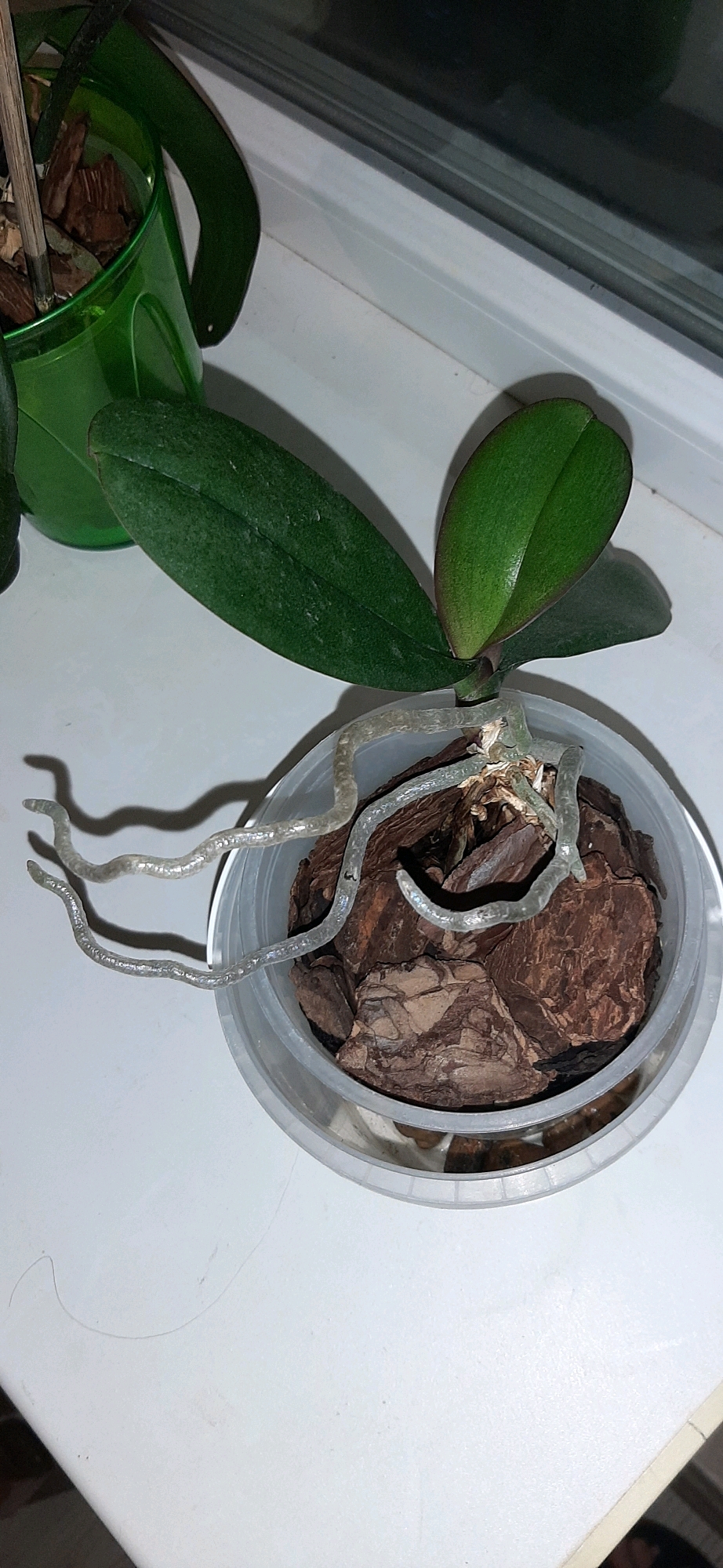 An orchid plant is positioned on a white windowsill. The orchid has two large, dark green leaves and a smaller, newer leaf emerging from the center. Its roots, which appear healthy and translucent, are visible and extend outside the clear plastic pot. The pot contains orchid bark as a growing medium. To the left of the orchid, a portion of another plant in a green container is visible. The background shows a window with reflections. The scene is indoors.
