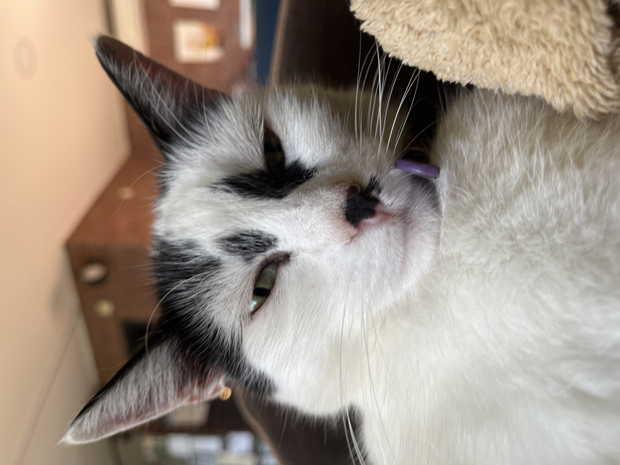 A close-up, slightly angled, eye-level shot shows the face of a black and white cat resting on a tan furry surface, possibly a blanket or pillow, in what appears to be an indoor setting. The cat is facing forward, with its eyes partially closed and its head tilted slightly to its right. Its fur is predominantly white with black markings on its head and ears. A small, purple object, possibly a tag or a toy, is visible around the cat's neck. The background is blurred, with hints of warm-toned walls and what might be artwork or framed pictures. The cat's ears are pointed upwards, and its whiskers are prominent. The overall lighting suggests a well-lit indoor environment. There is no information about the city of Ureki, Georgia, in this image.
